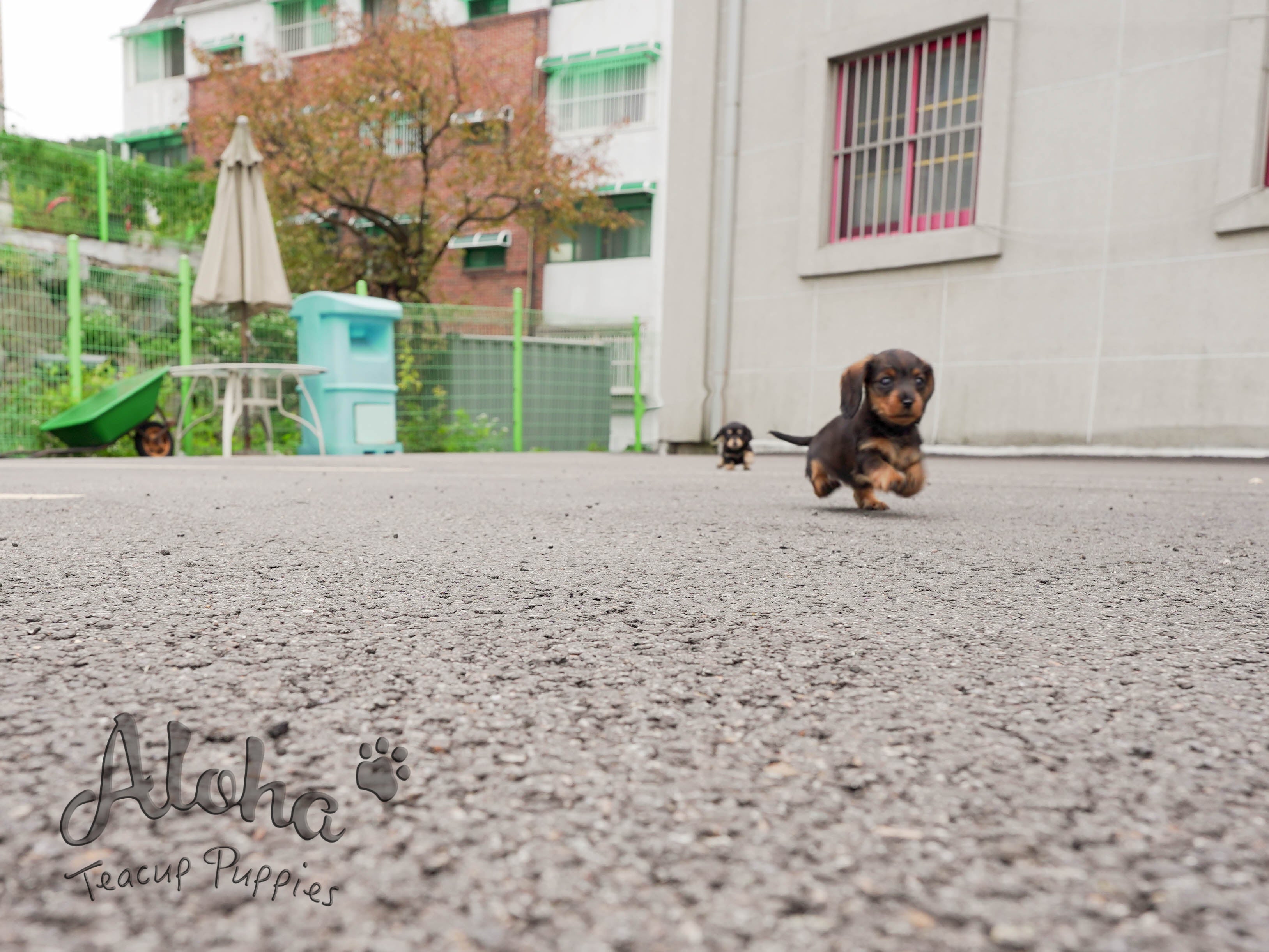 Isabella [TEACUP Dachshund]