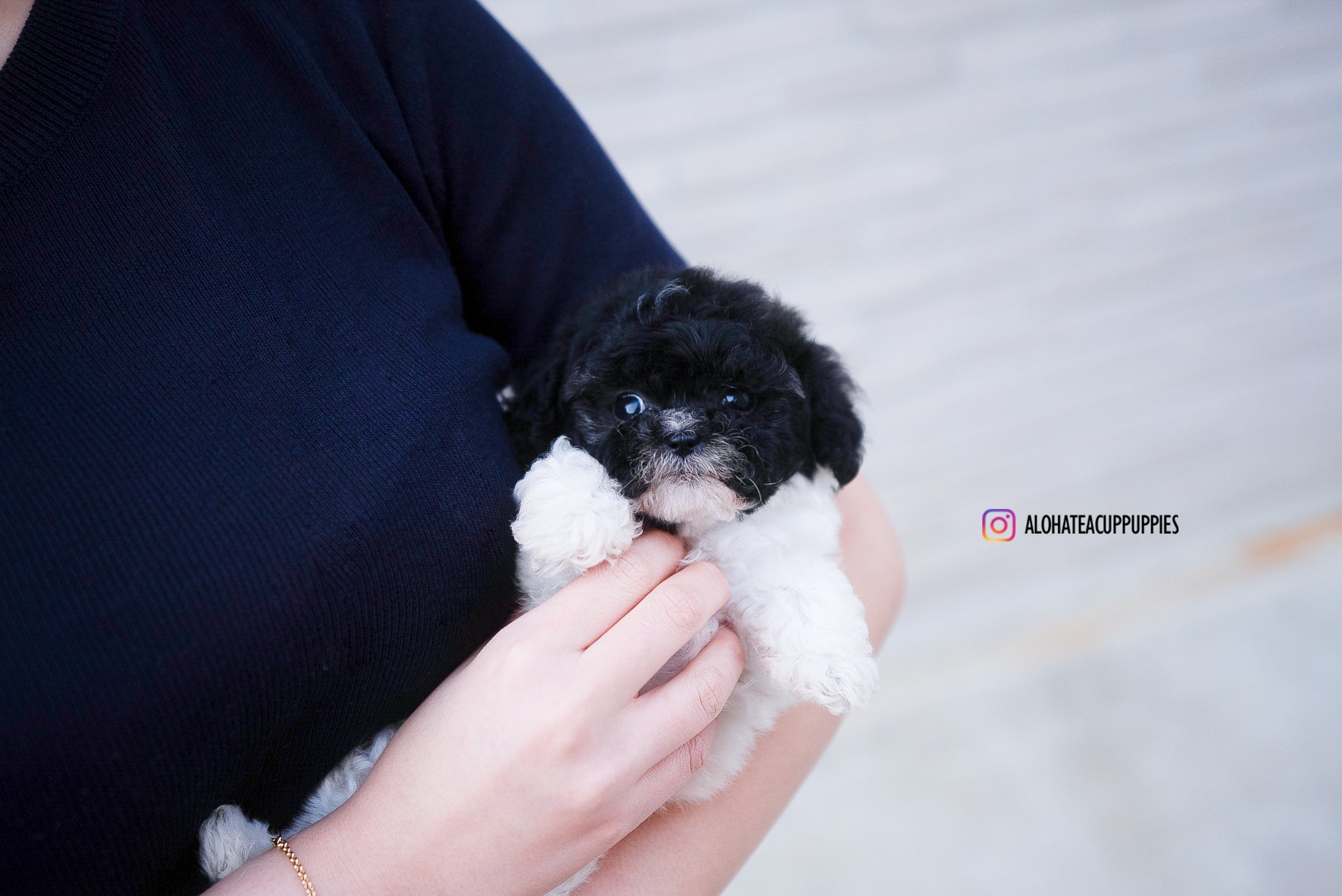 Rory [TEACUP POODLE]