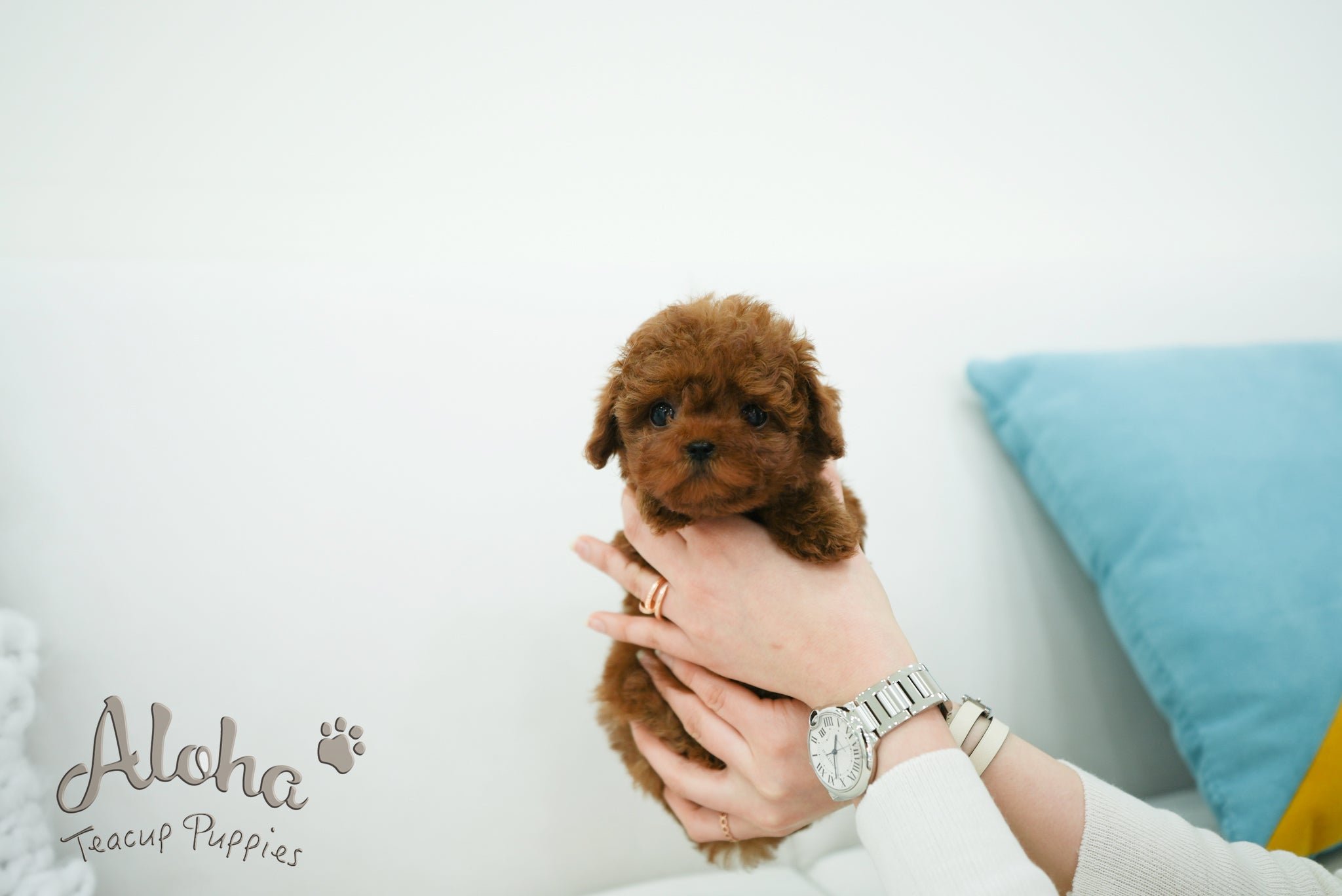 Olivia [TEACUP POODLE]