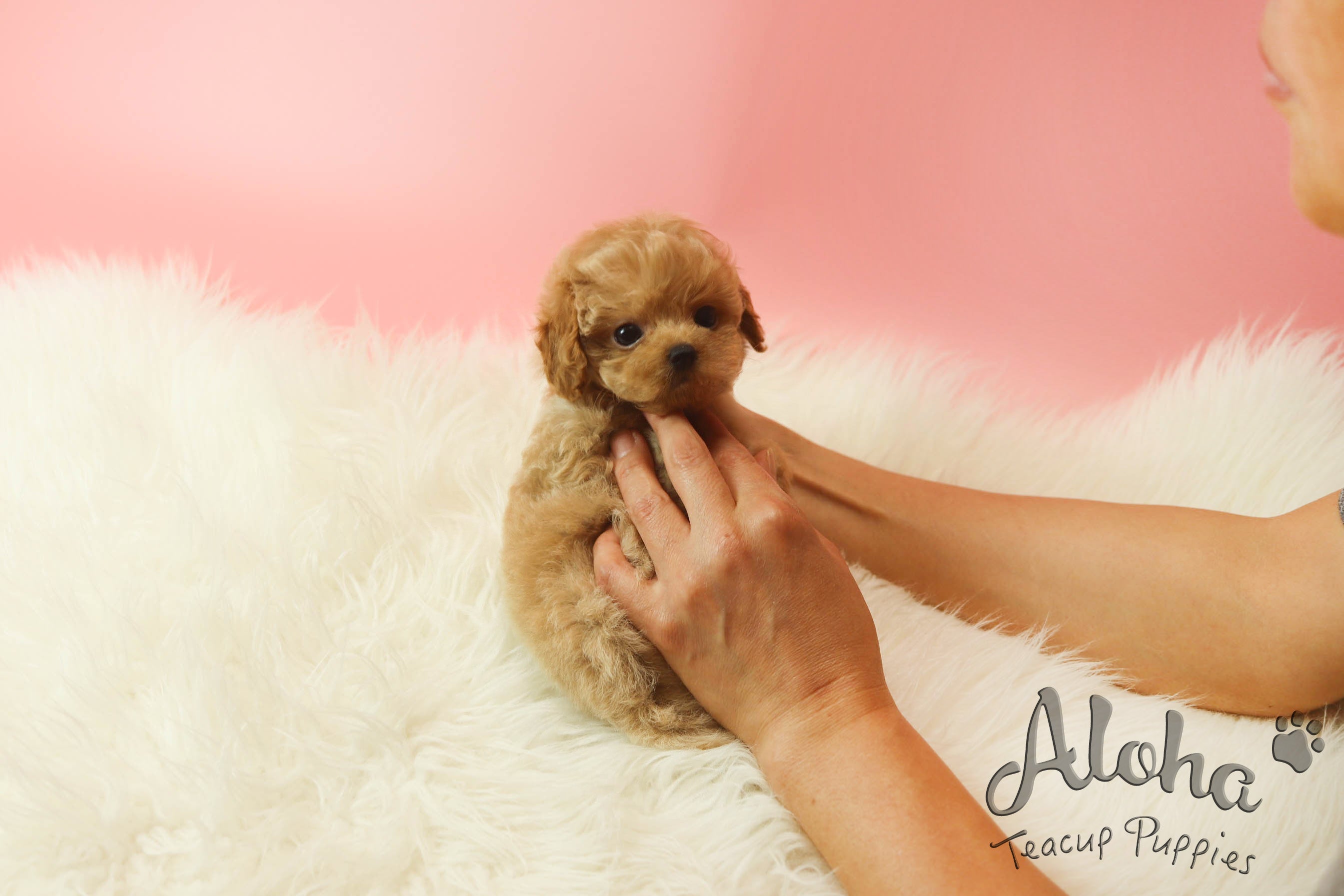 IZZY [TEACUP MALTIPOO]
