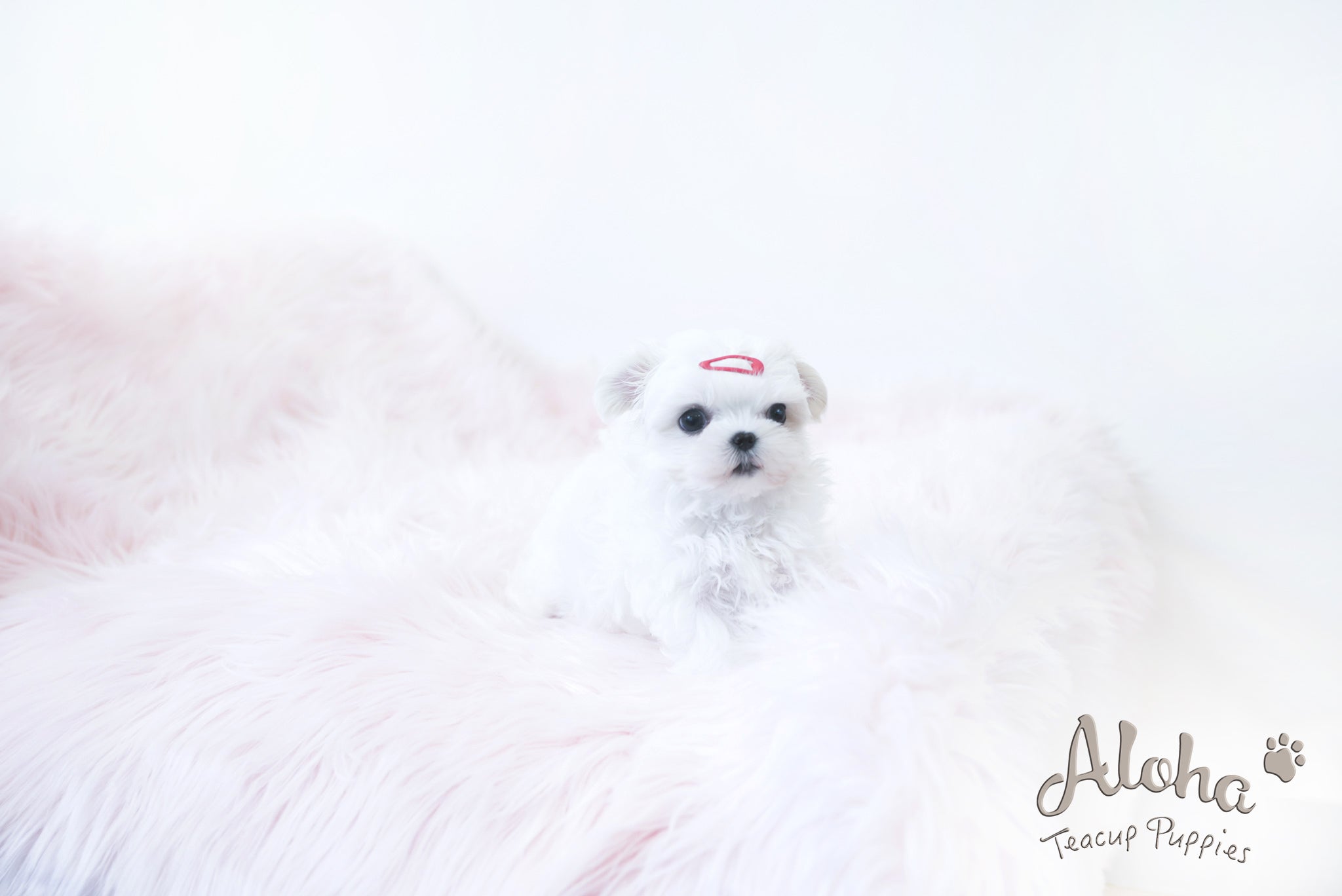 MARY [TEACUP MALTESE]
