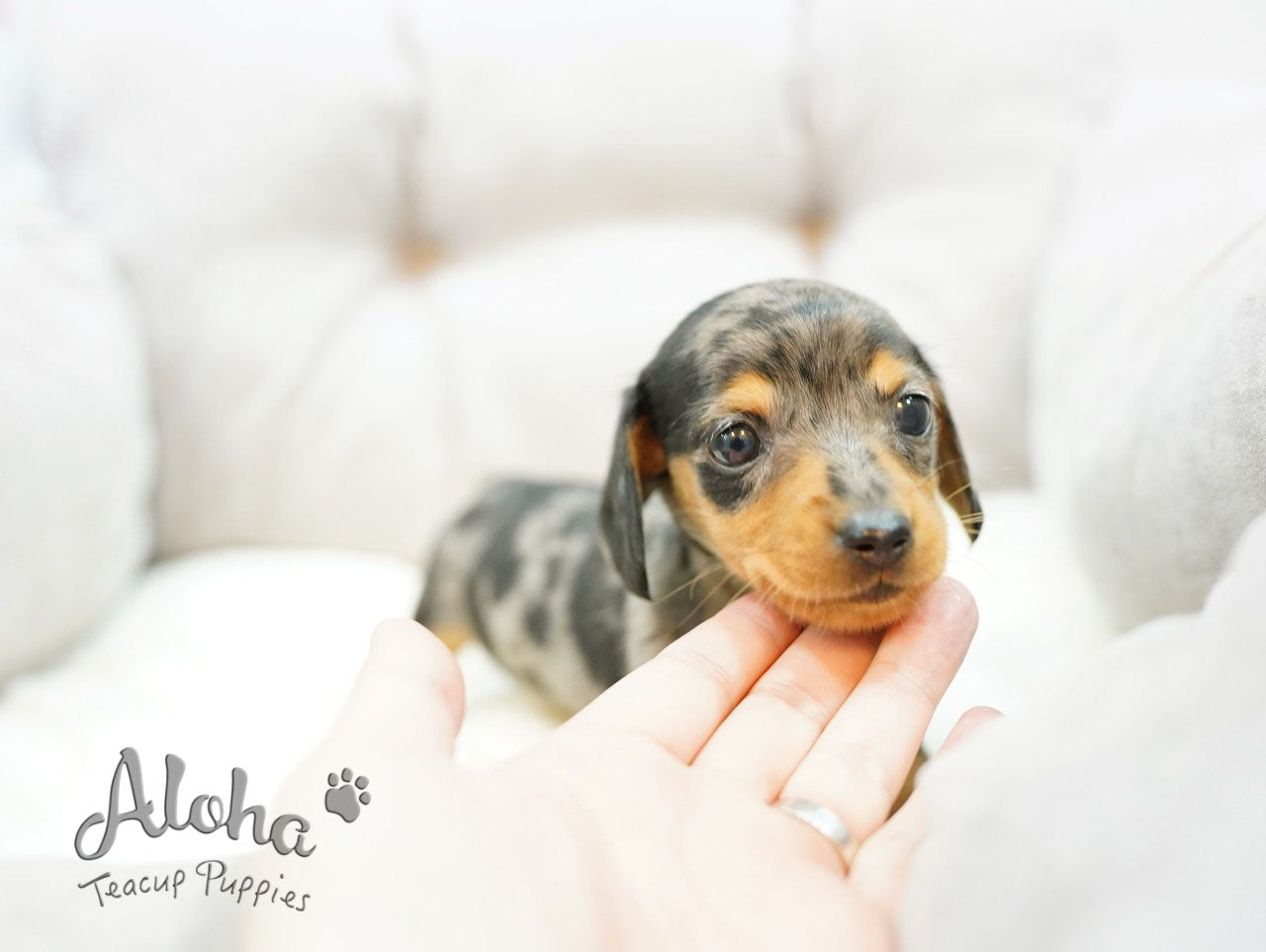 RAY [Dachshund miniatura]