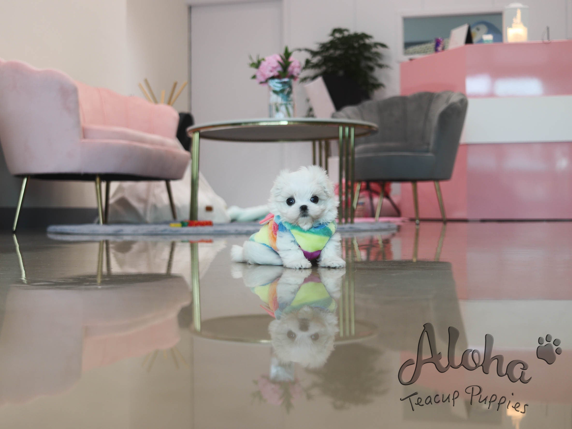 Bubble [TEACUP MALTESE]