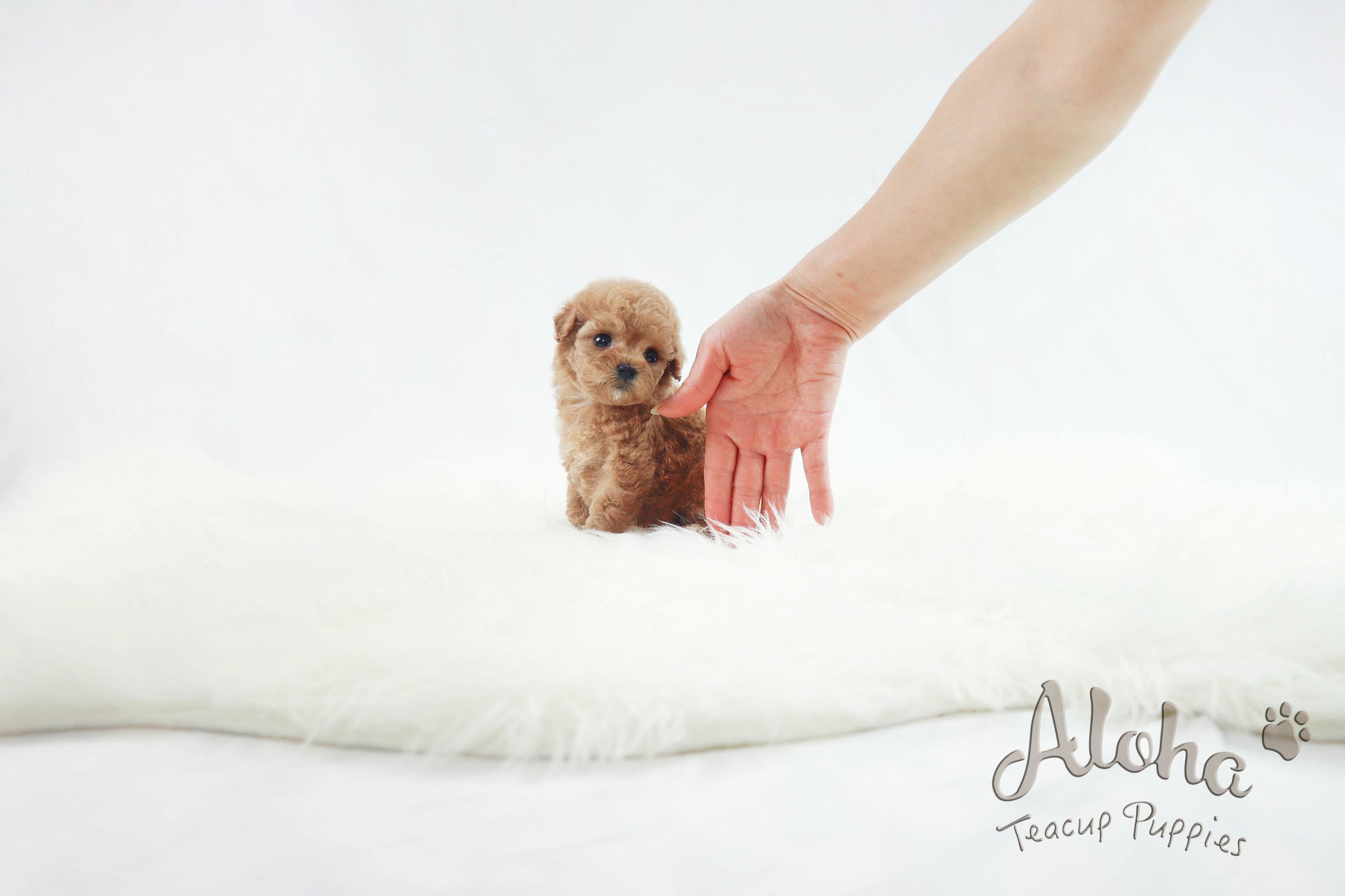 Sold to Delilah, baguette [TEACUP MALTIPOO]