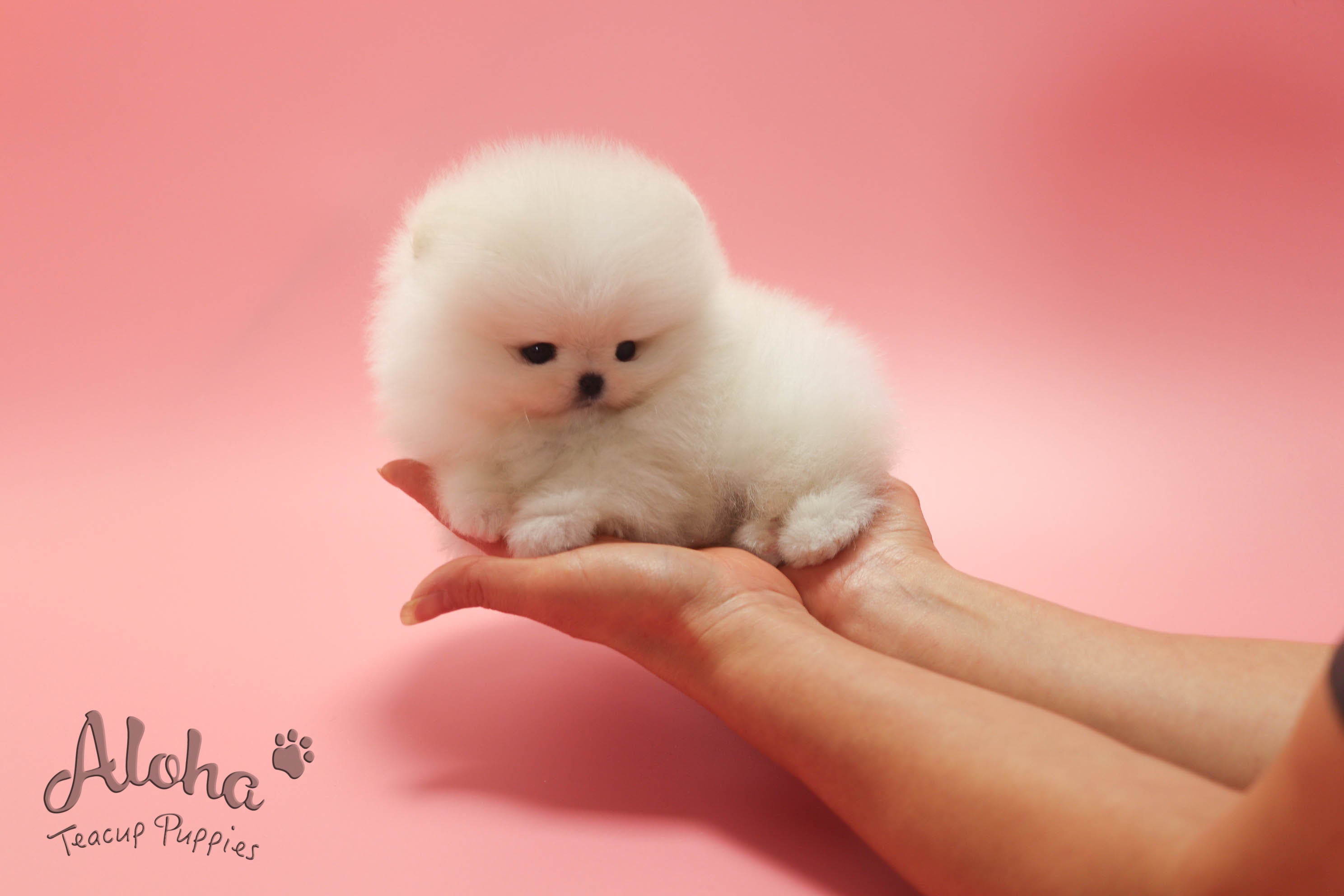 URUS [TEACUP POMERANIAN]