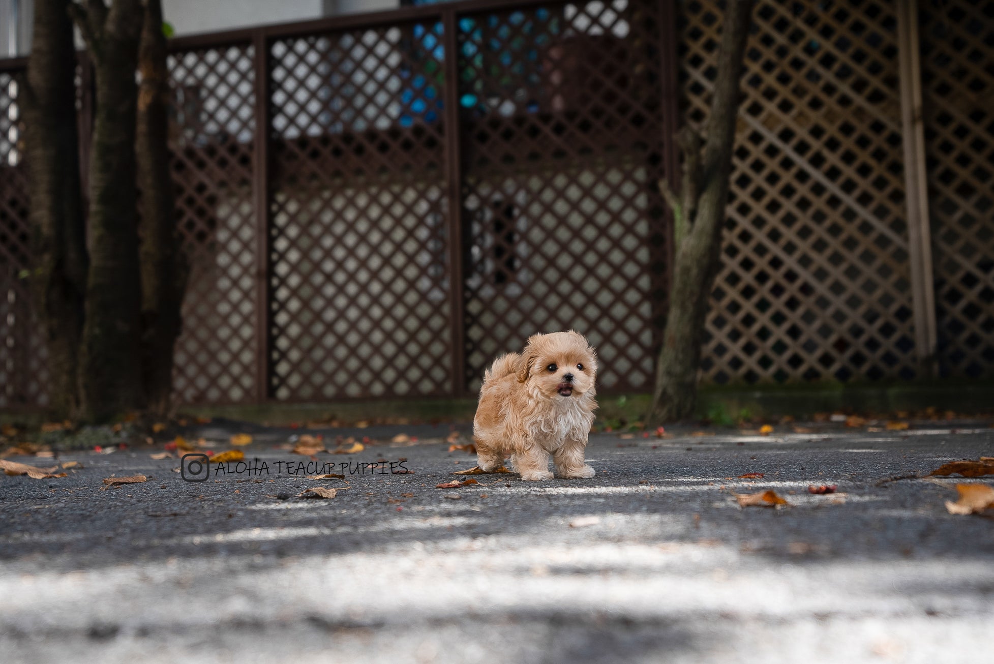 Soren [TEACUP Maltipoo]