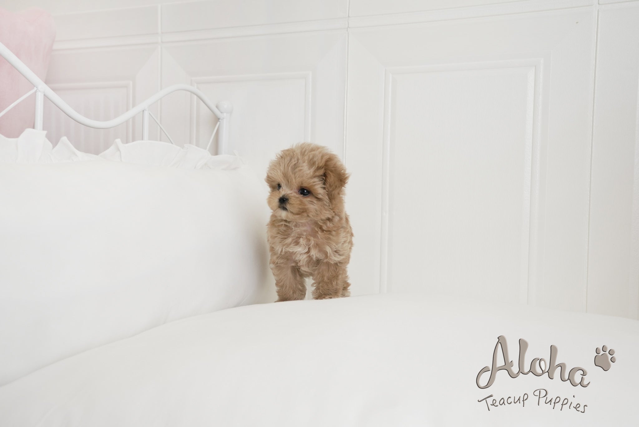 Hershey [TEACUP MALTIPOO]