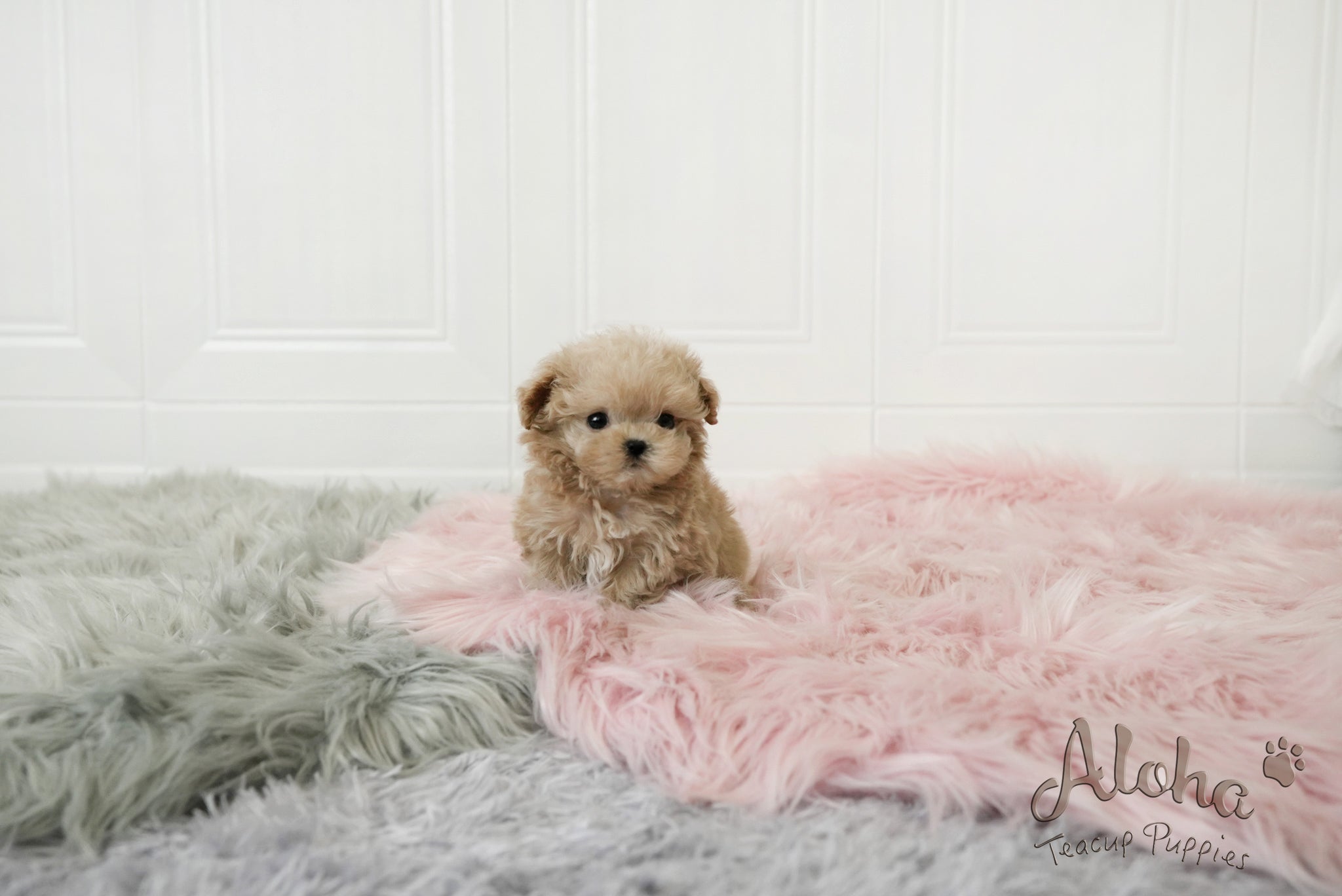 Jerry [TEACUP MALTIPOO]