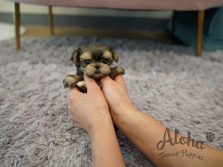 MAYA [TEACUP MORKIE]