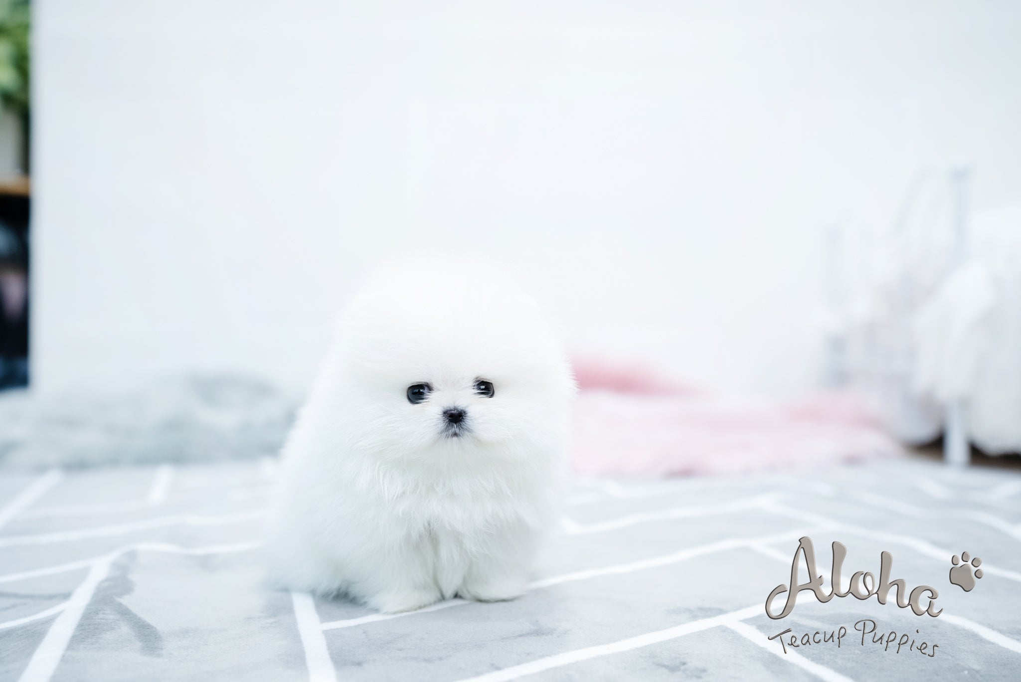 Aurora [TEACUP POMERANIAN]
