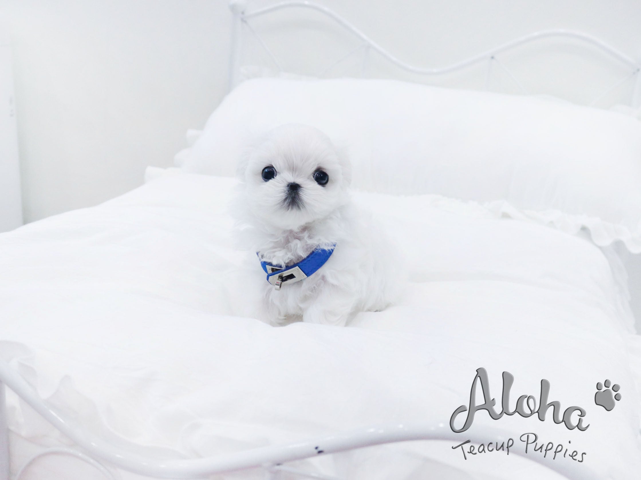 MARSHMALLOW [TEACUP MALTESE]