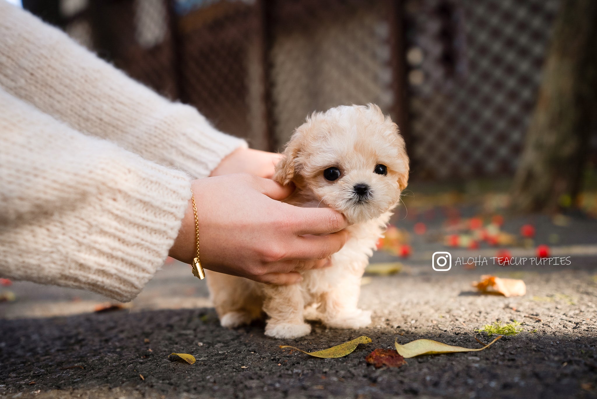 maru [TEACUP Maltipoo]