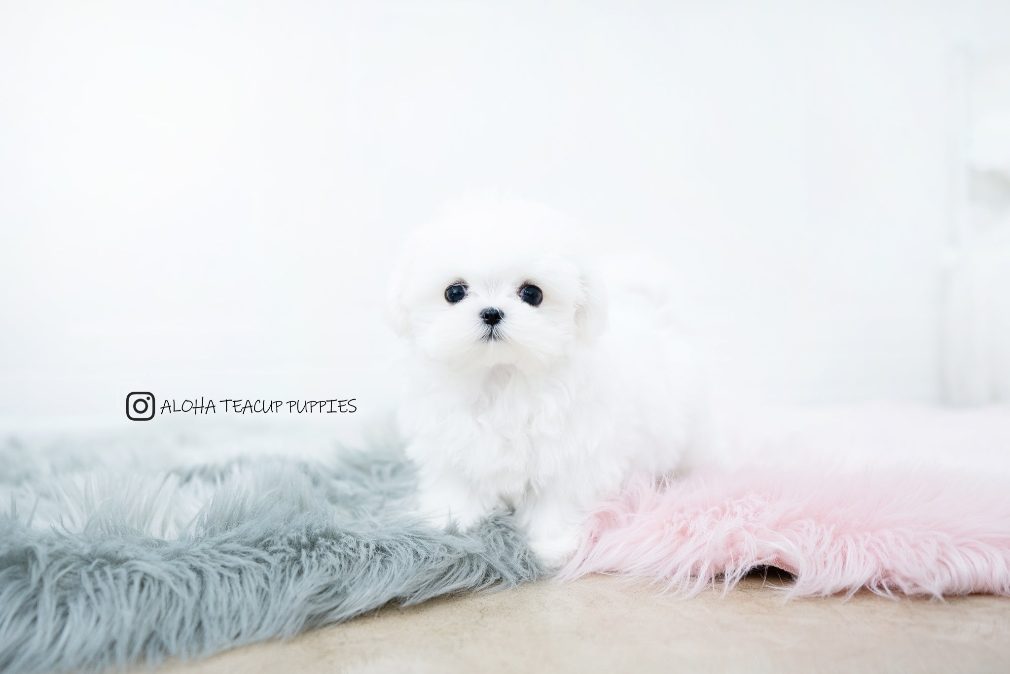 Frida [TEACUP MALTESE]
