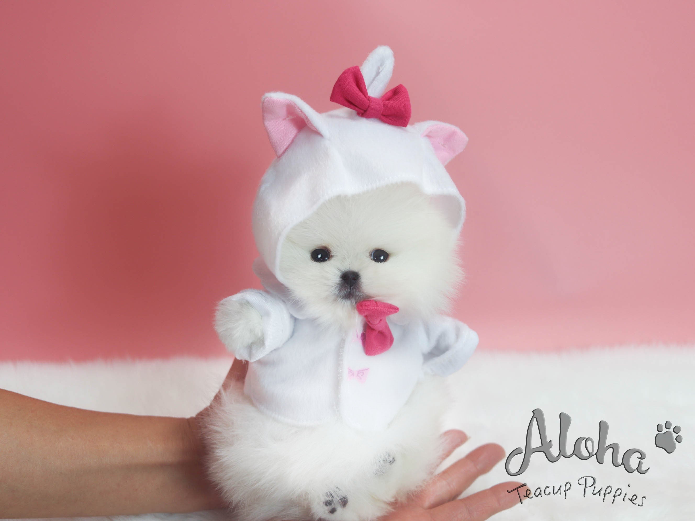 Sold to sheng, Pepper [TEACUP POMERANIAN]