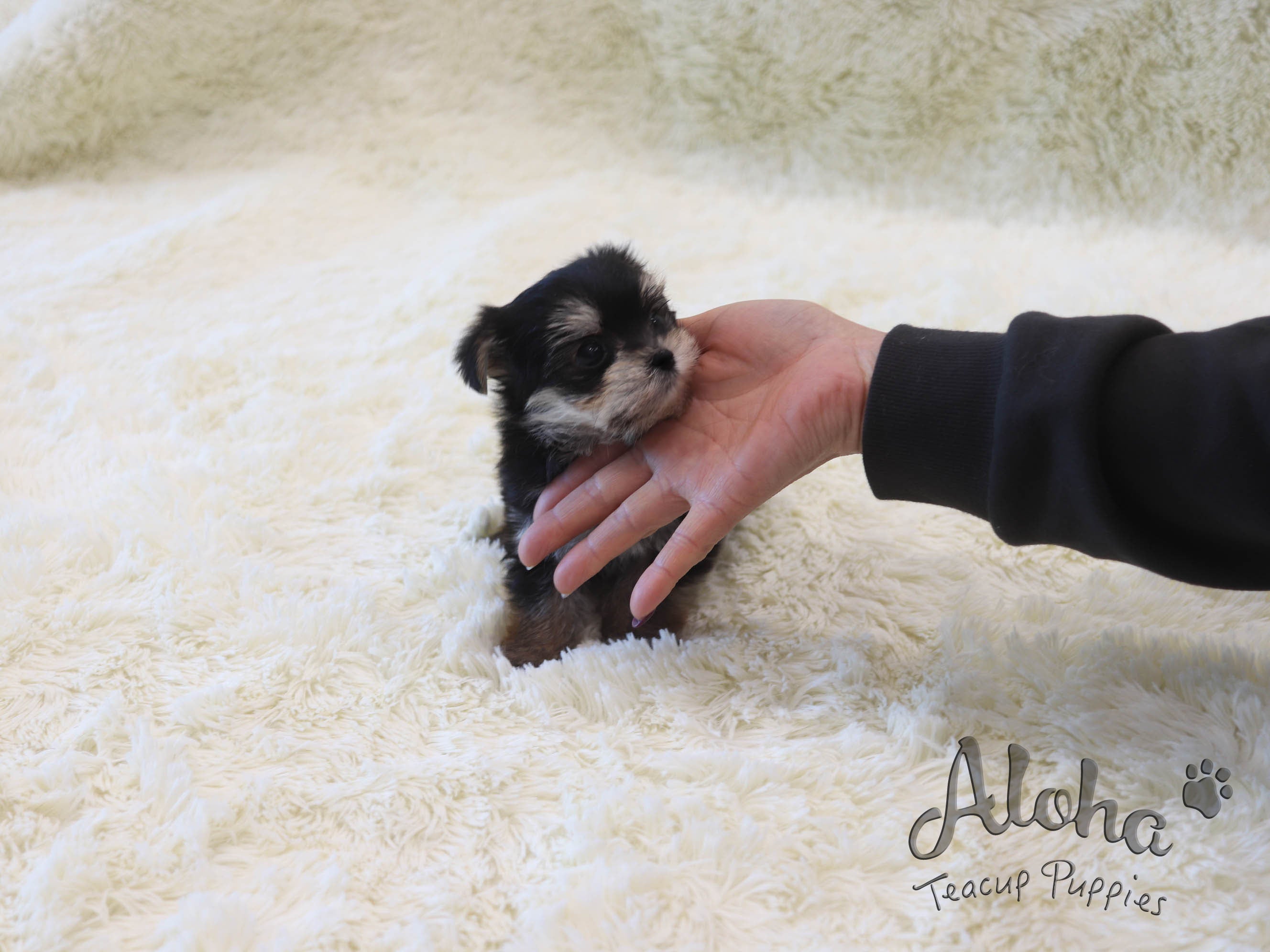 Taco [TEACUP Morkie]