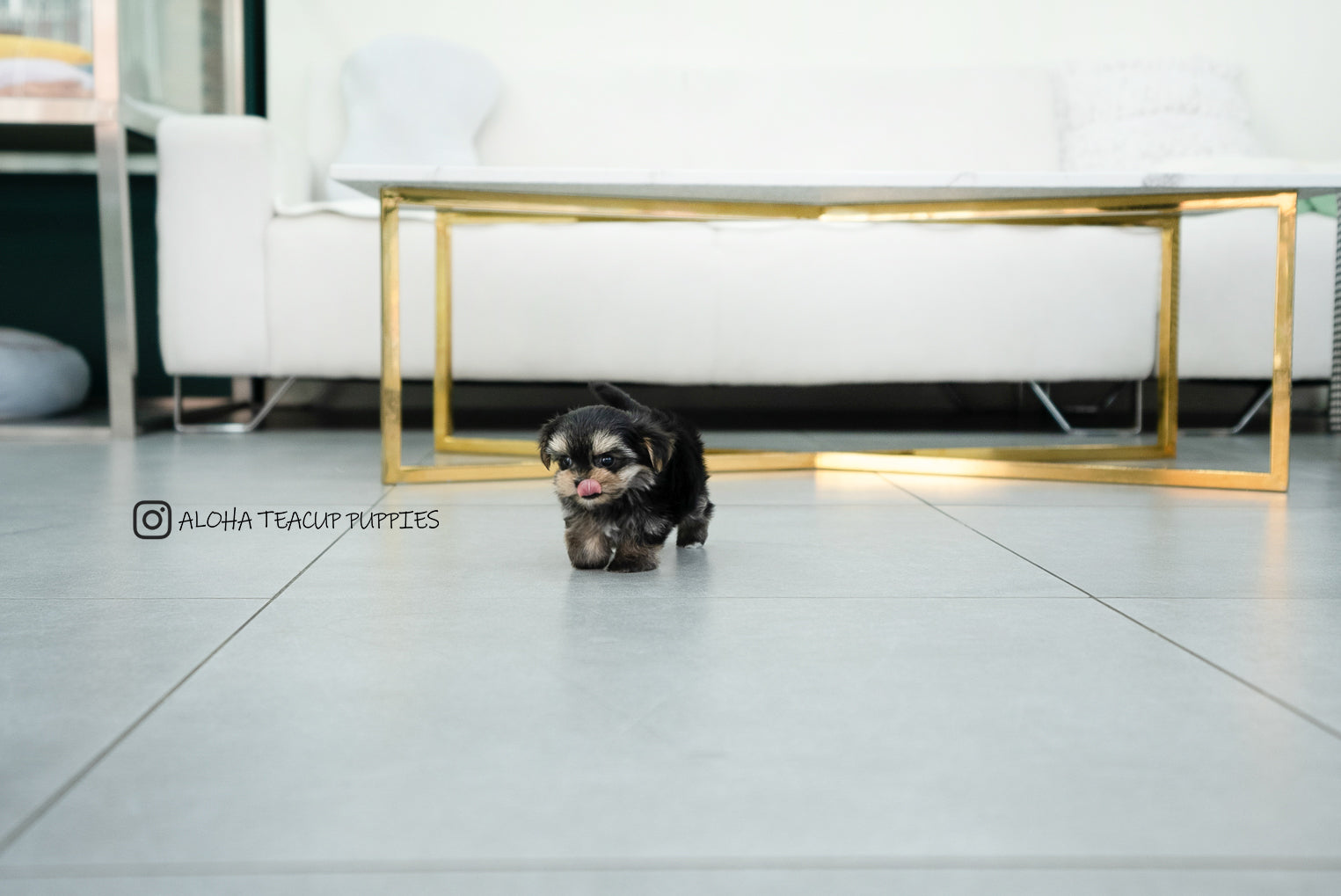 Leyna [TEACUP Morkie]