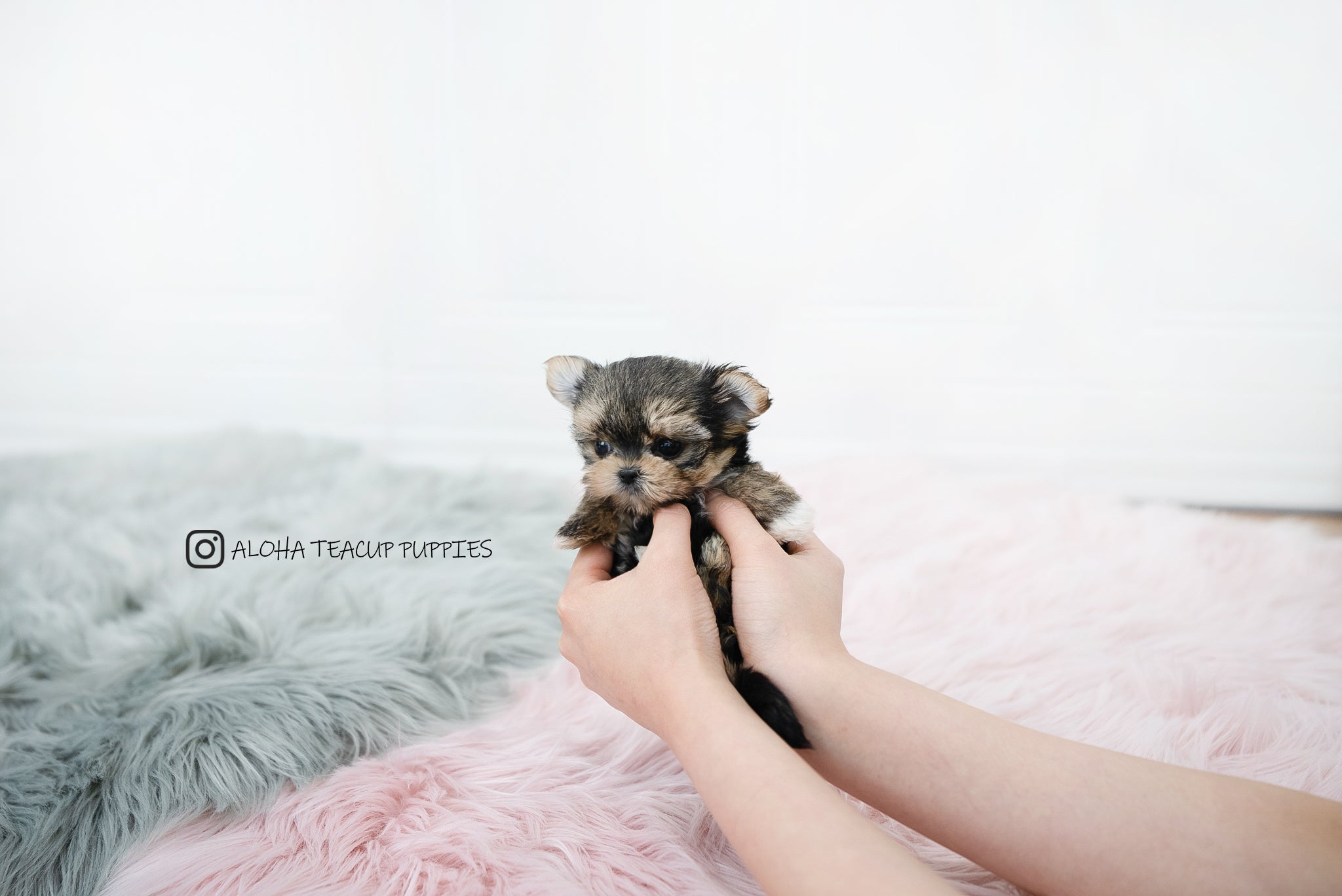 Margo [TEACUP YORKIE]