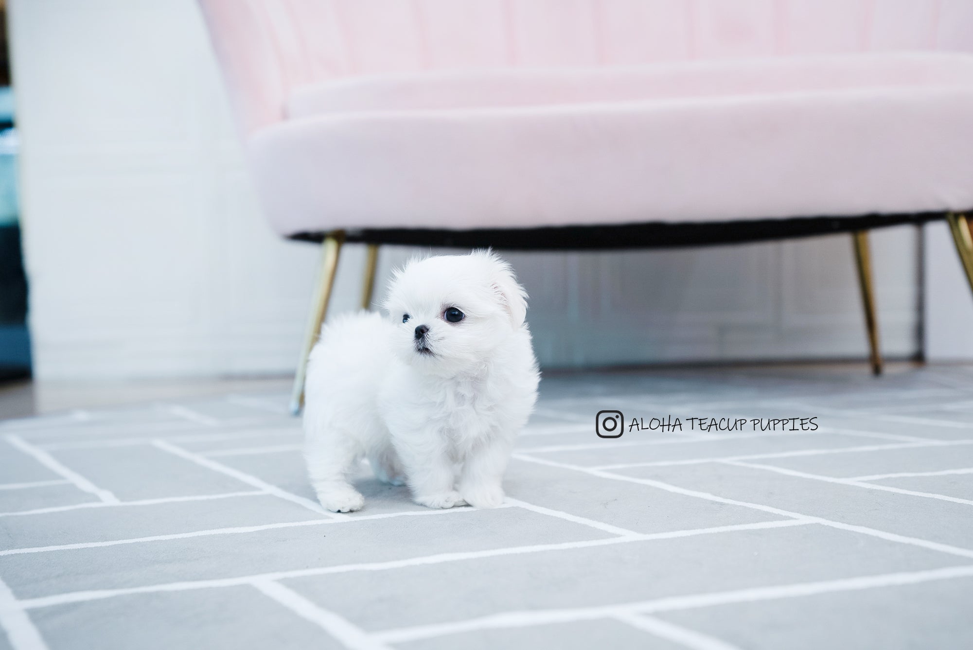 Otis [TEACUP MALTESE]