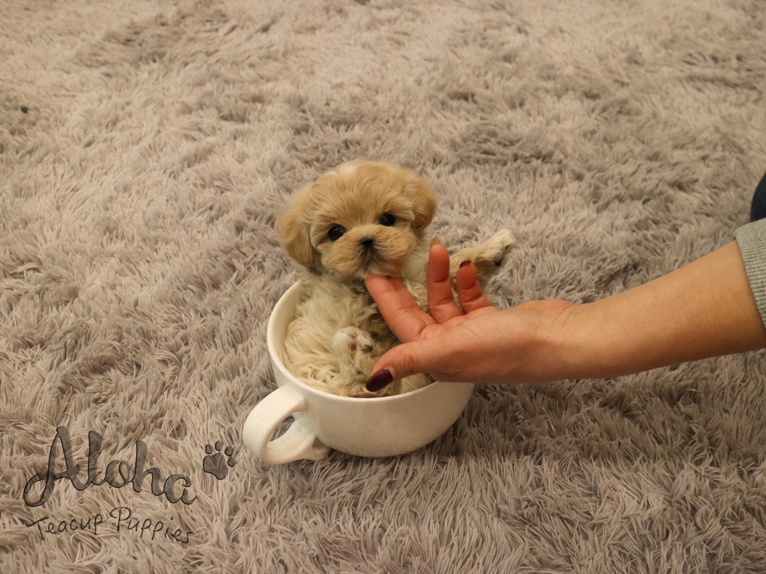 Copper [TEACUP MALTIPOO]