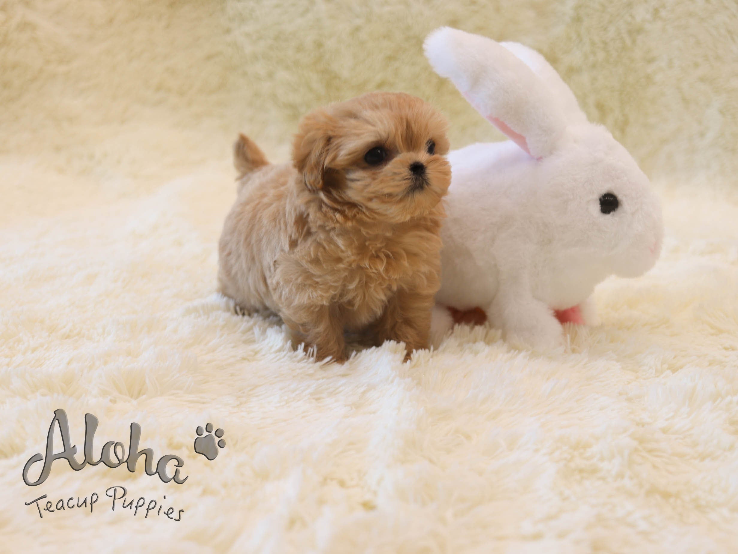 Hazel [TEACUP MALTIPOO]