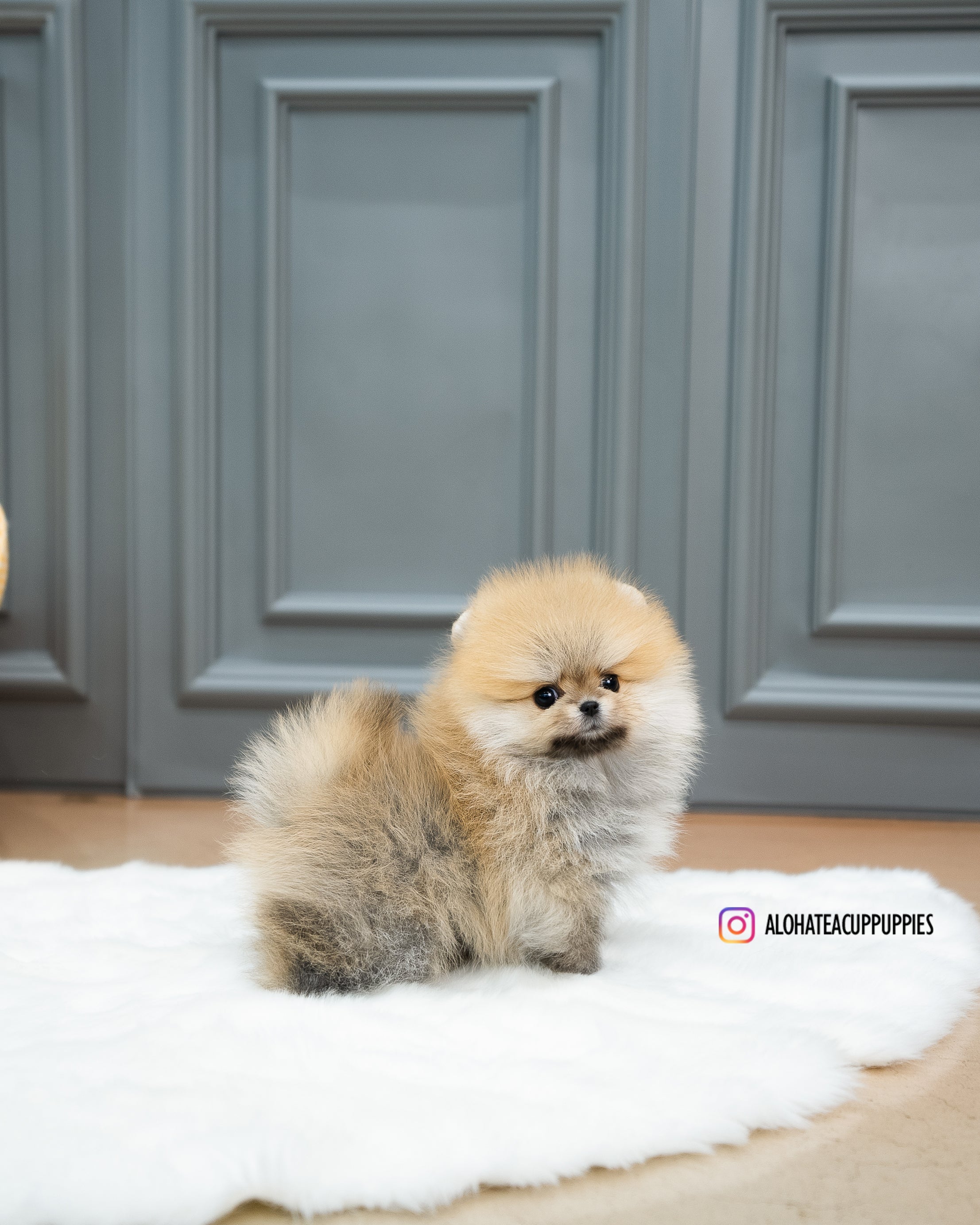 Reese [TEACUP POMERANIAN]