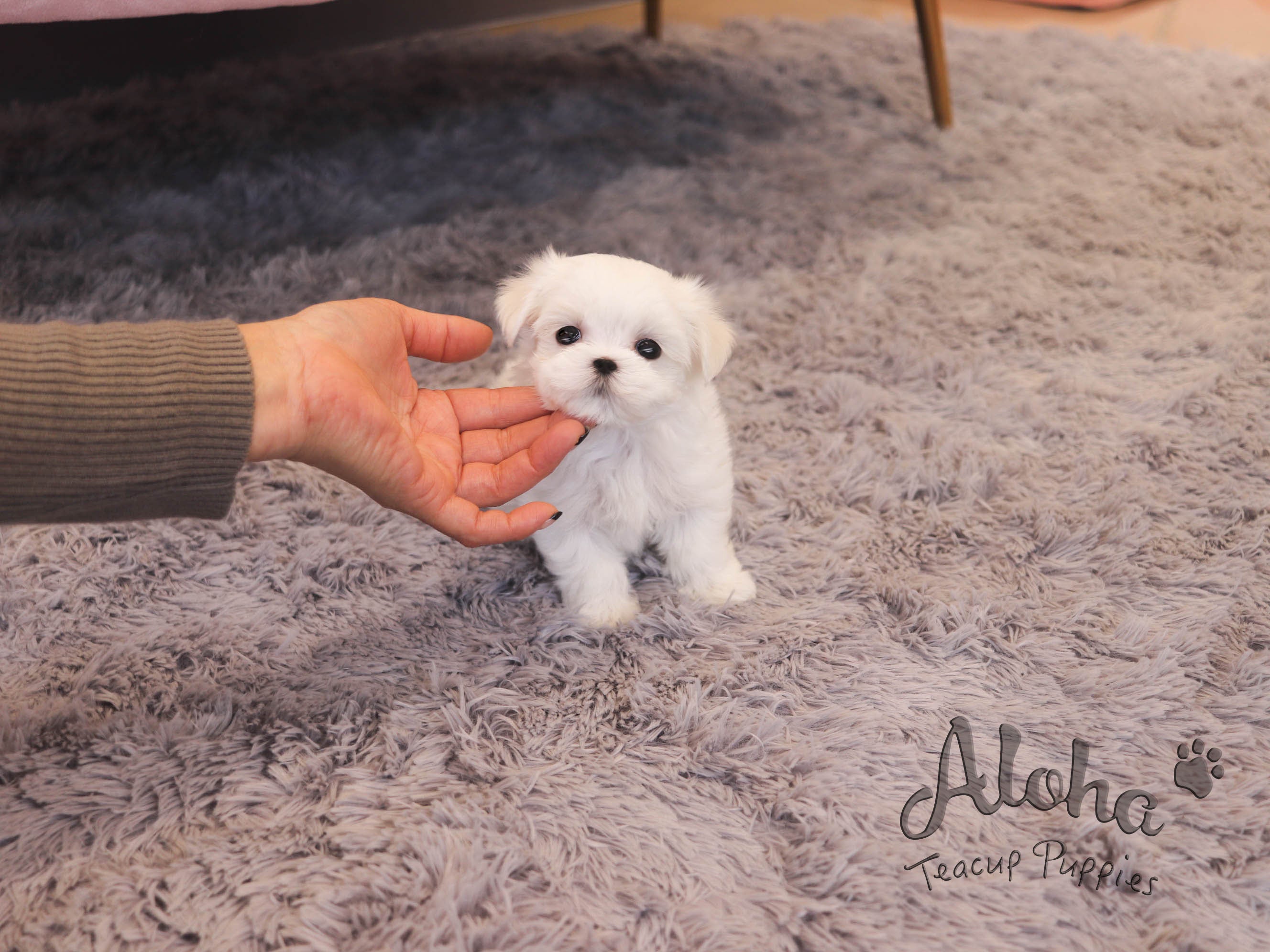 WILLY [TEACUP MALTESE]