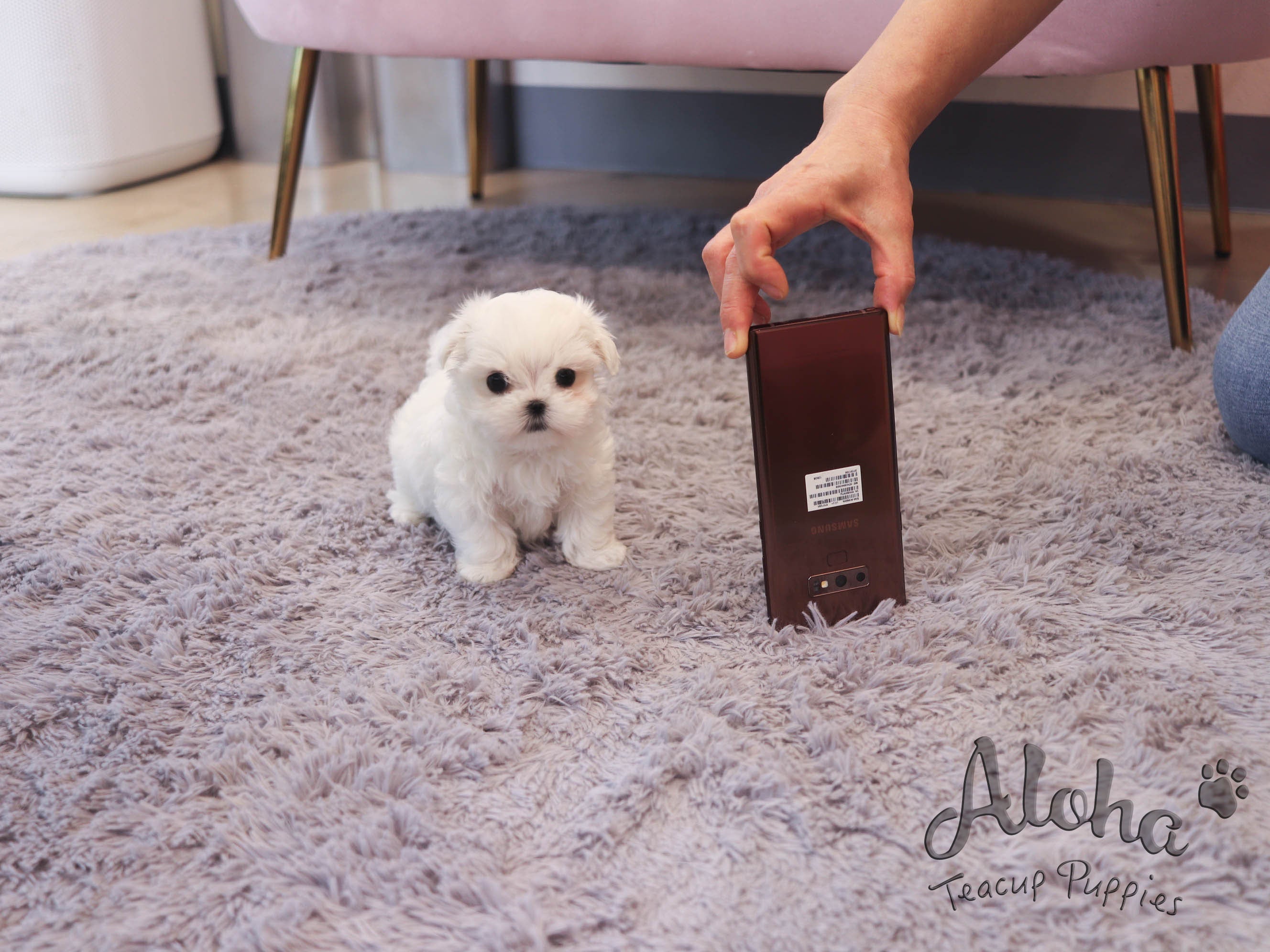 Molly [TEACUP MALTESE]