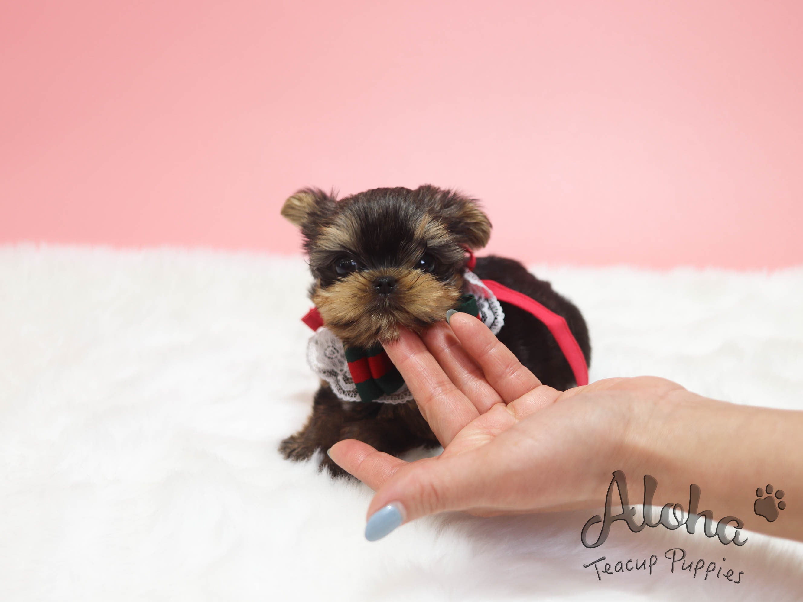 Heidi [TEACUP YORKIE]