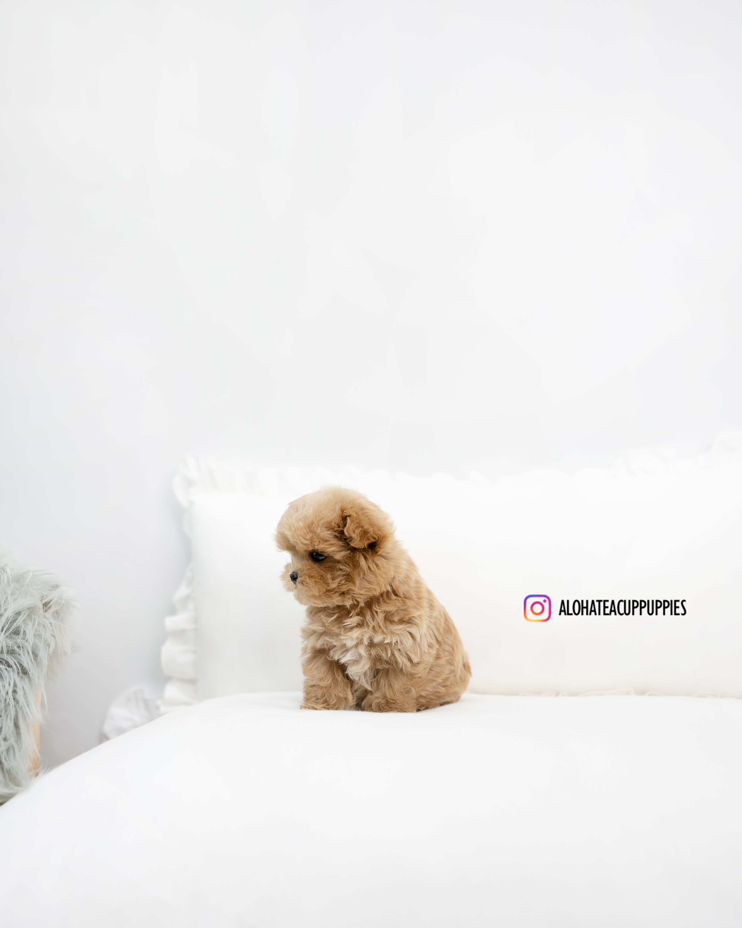 Leo [TEACUP MALTIPOO]
