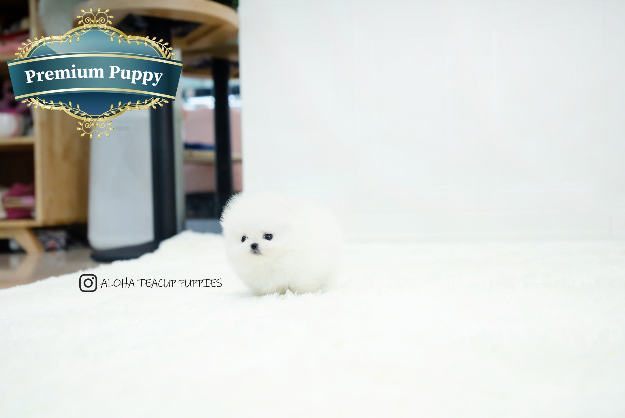 Benjamin [TEACUP POMERANIAN]