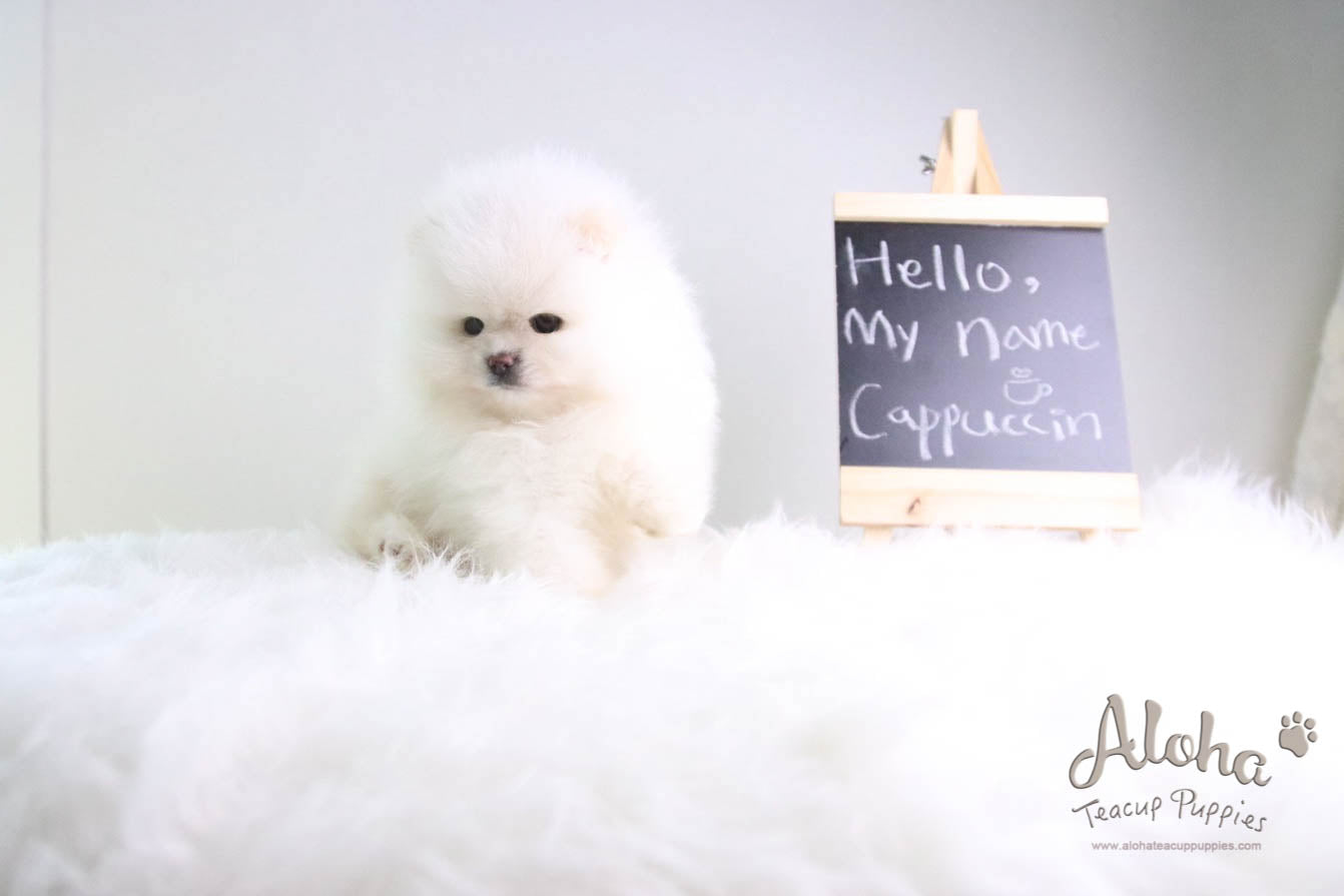 Cappuccino - [Pomeranian] - Reserved by Candide Monette