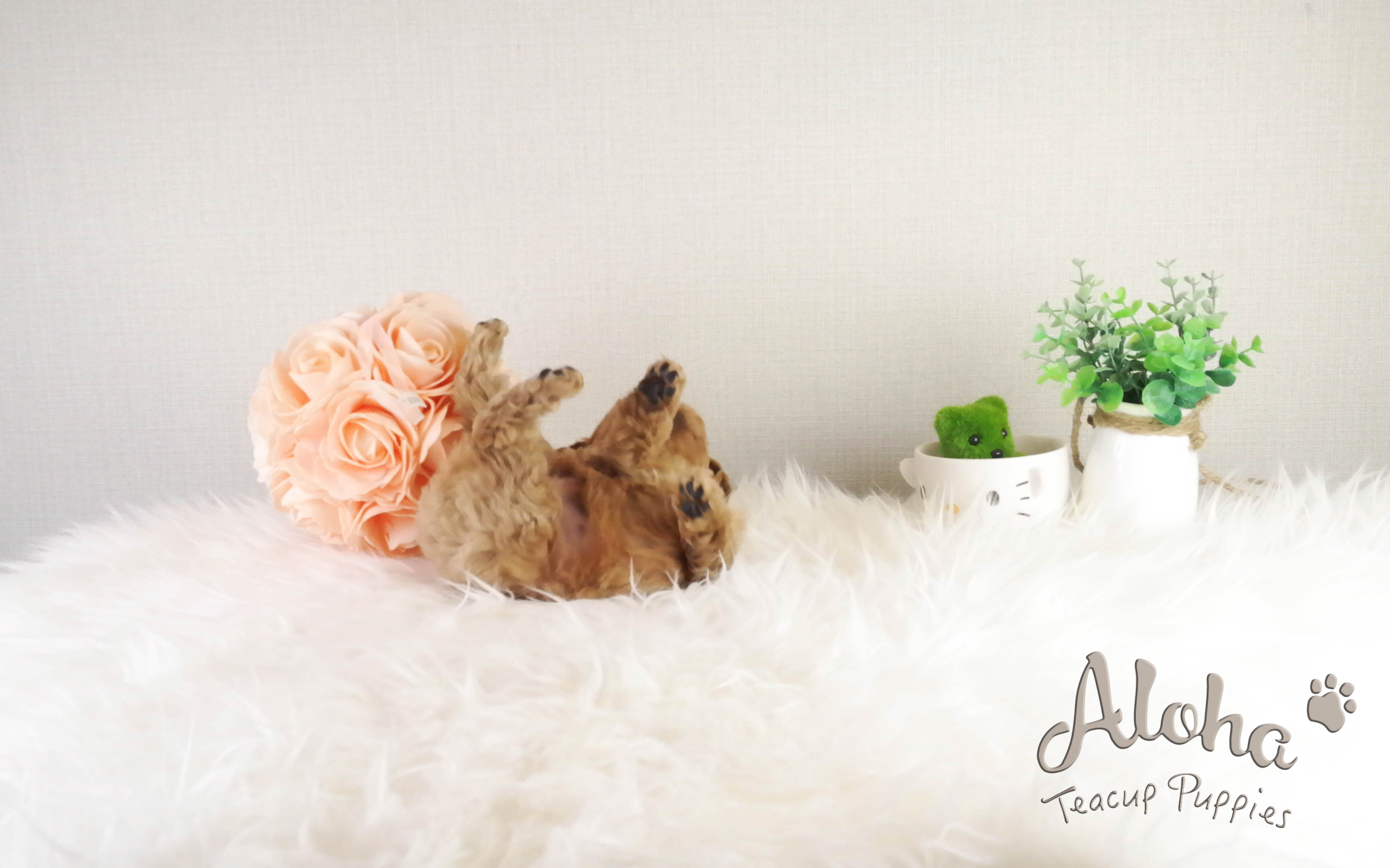 Sold to Kailie, Fluffy [TEACUP MALTIPOO]