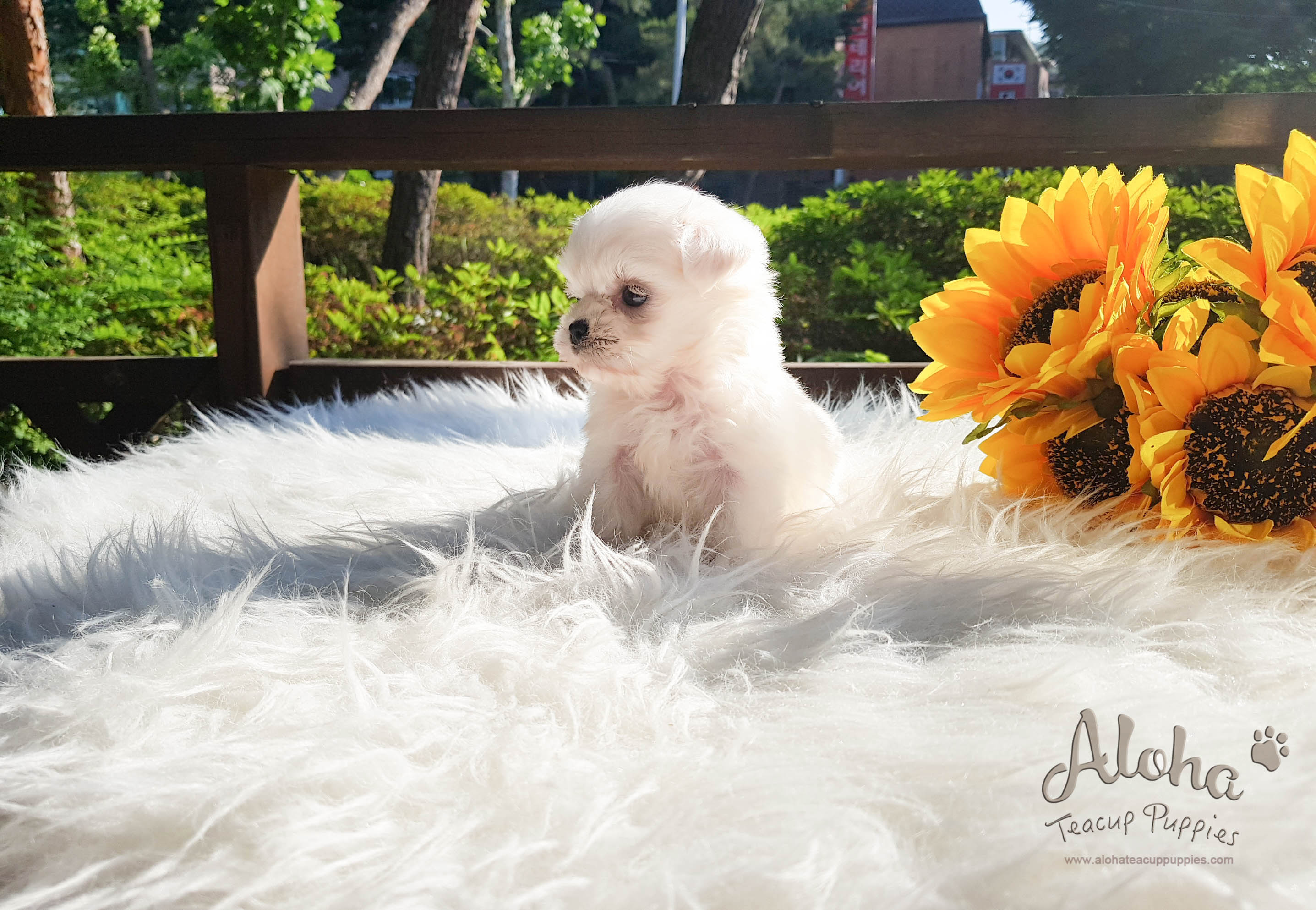 Macchiato - [Maltese] - Sold to Rachelle Benincasa