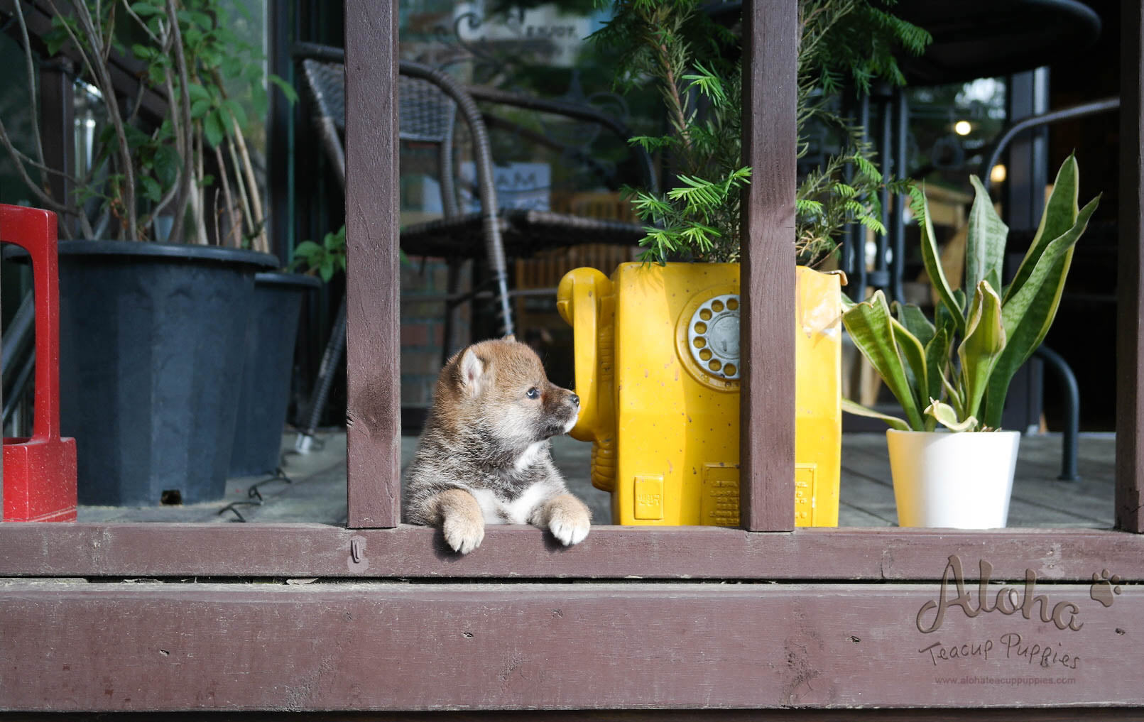 Michiko - [Shiba Inu] - Sold to Daisuke Yamashita