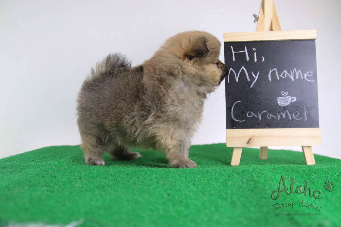 Caramel - [Pomeranian] - Reserved by Candide Monette