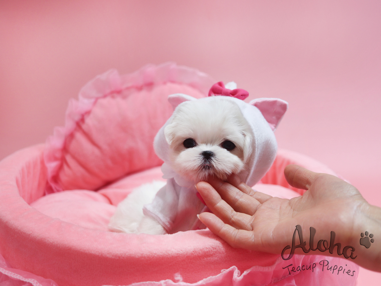 Sally [TEACUP MALTESE]