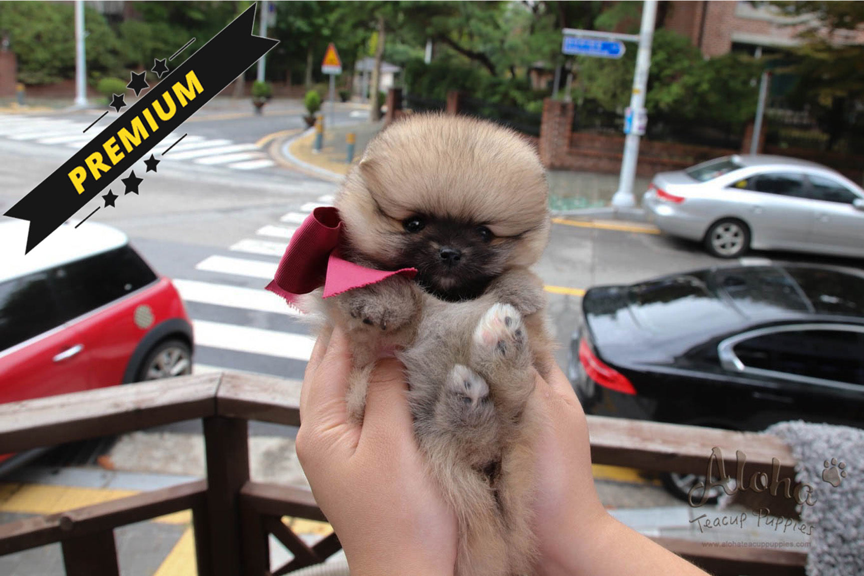 Zoe - [Pomeranian]
