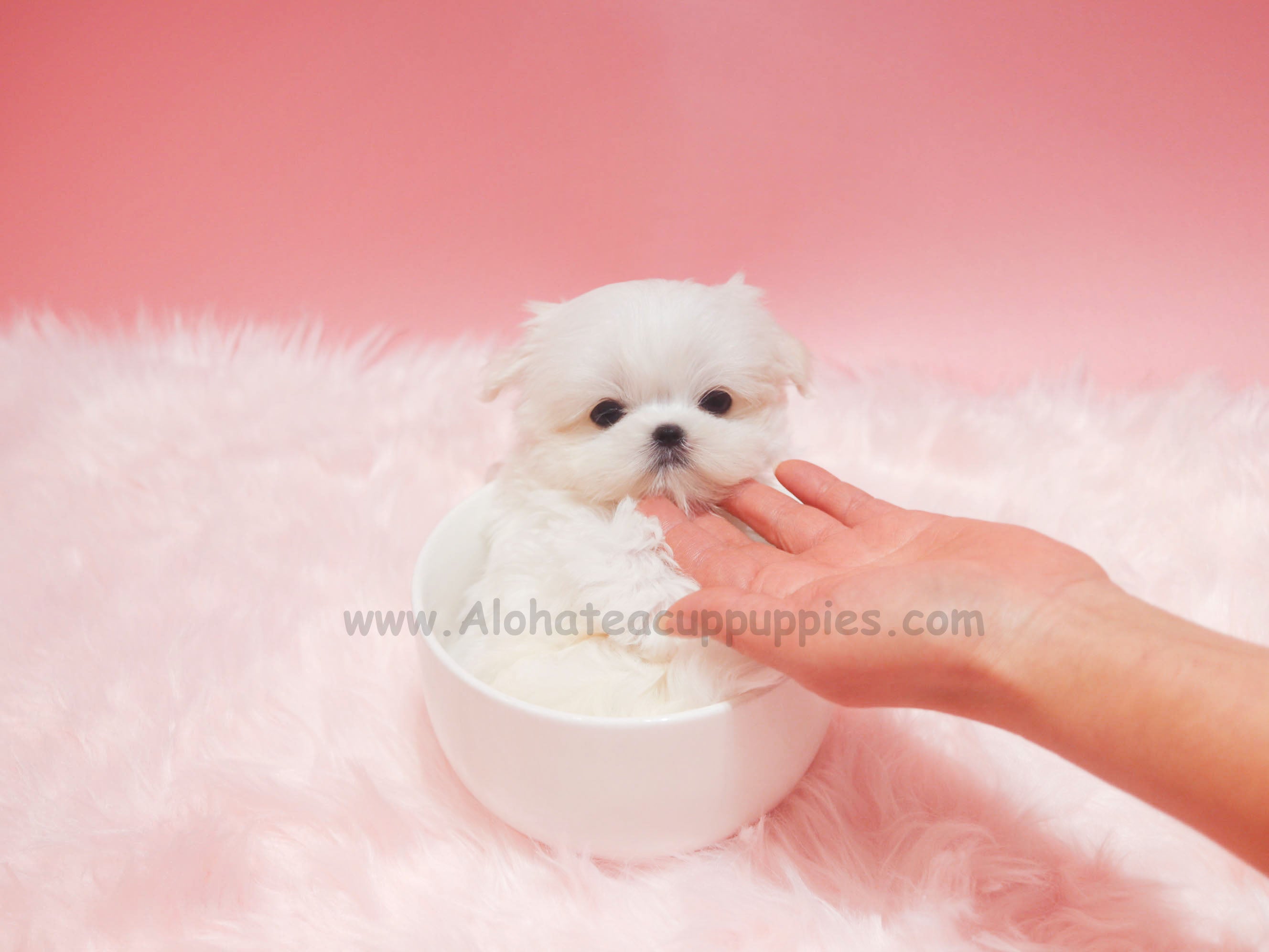 Tofu [TEACUP MALTESE]