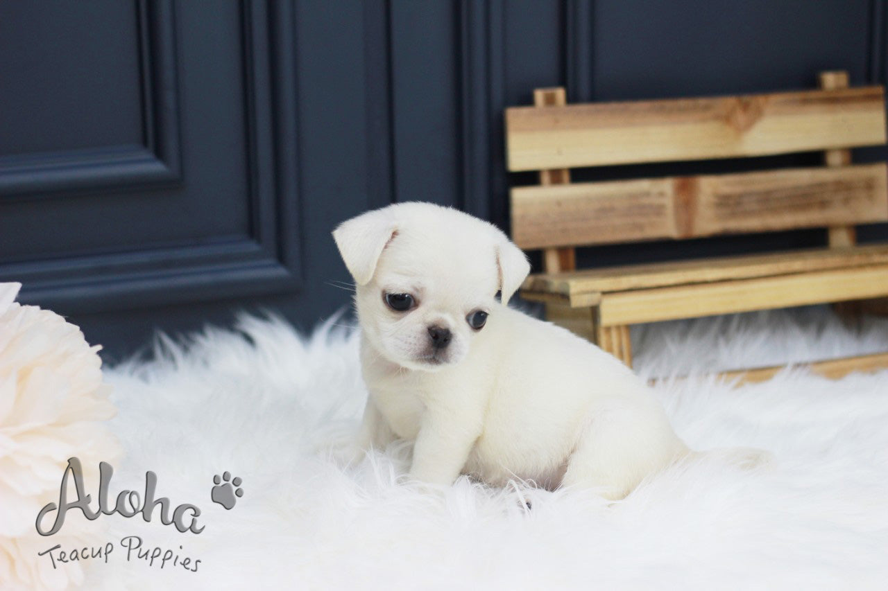 Sold to Hanna, Annabel [TEACUP Pug]