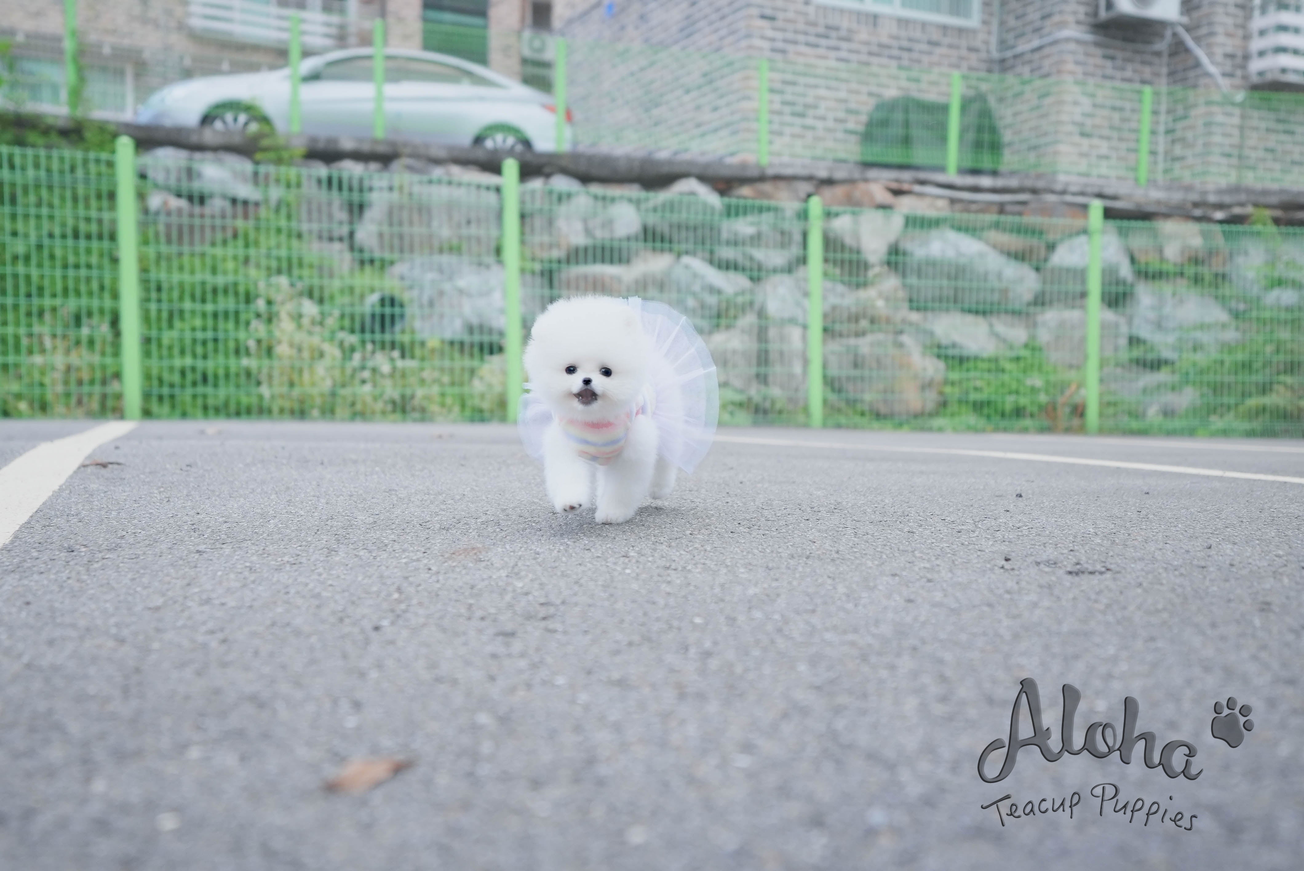 Bear [TEACUP POMERANIAN]