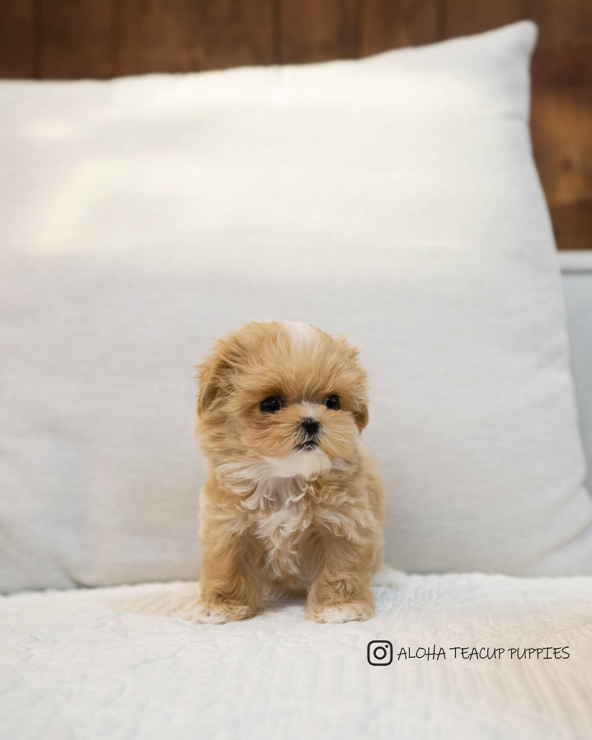Hazel [TEACUP MALTIPOO]