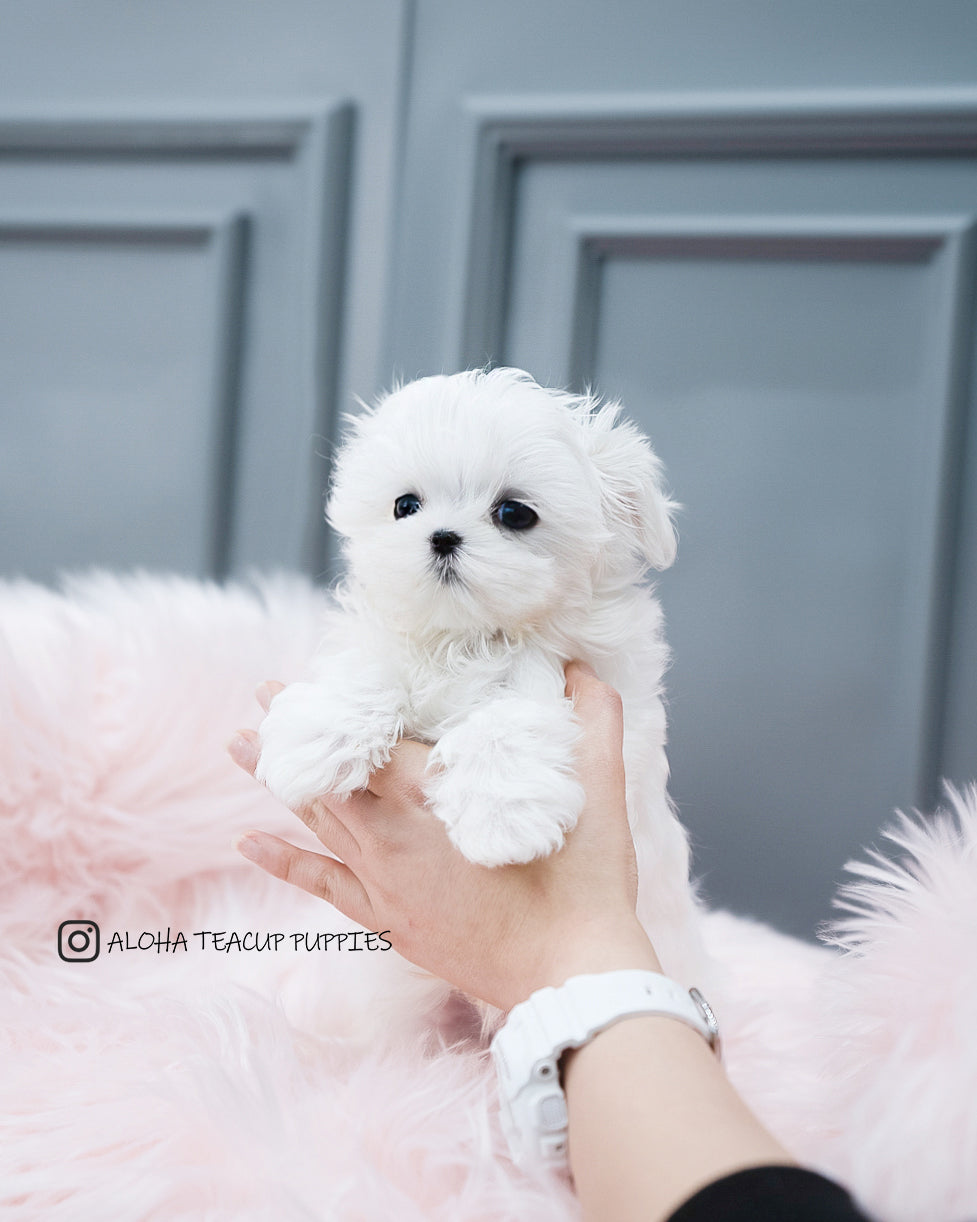 Arlo [TEACUP MALTESE]