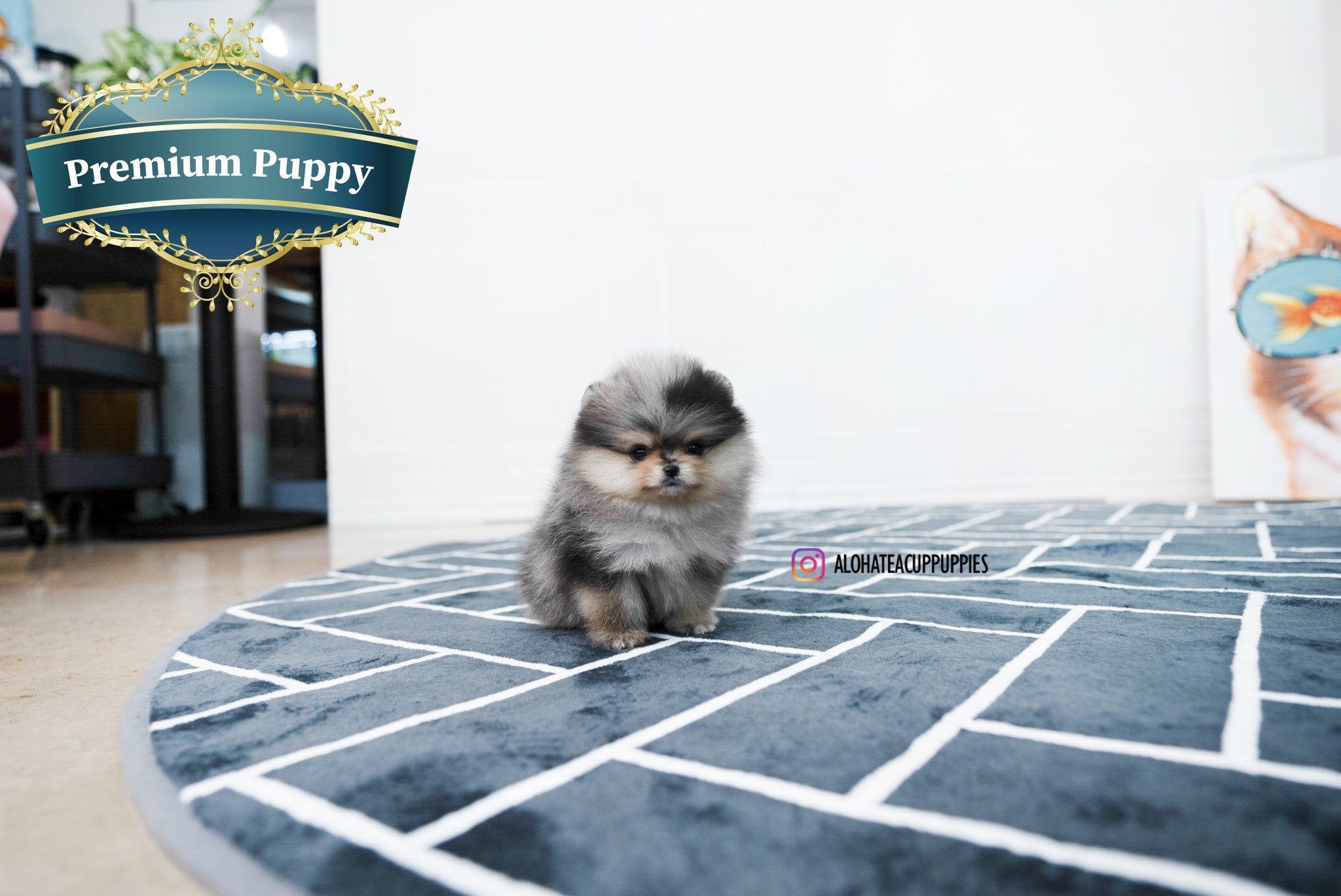 Felix [TEACUP POMERANIAN]