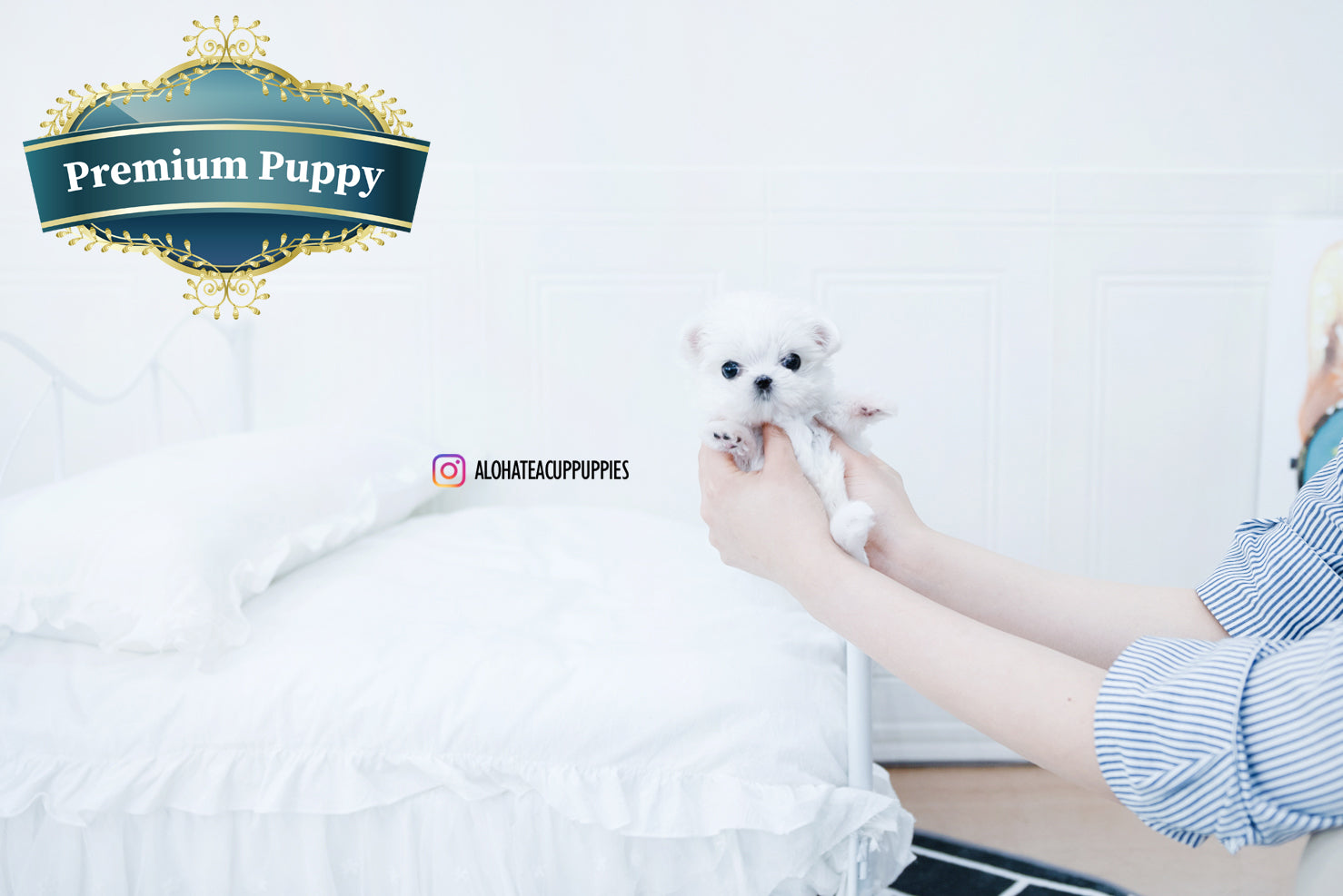 Iris [TEACUP MALTESE]
