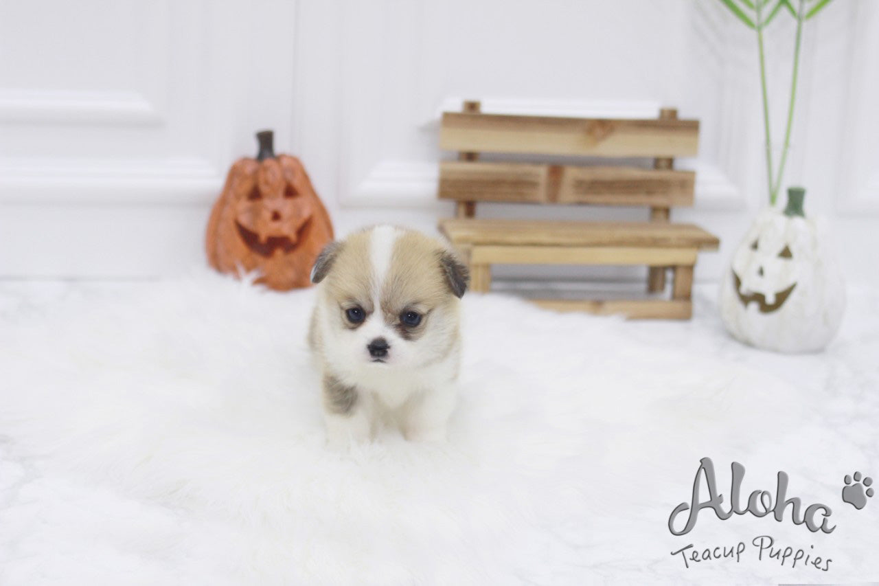 Sold to Tom, Cookie [TEACUP Welsh Corgi]