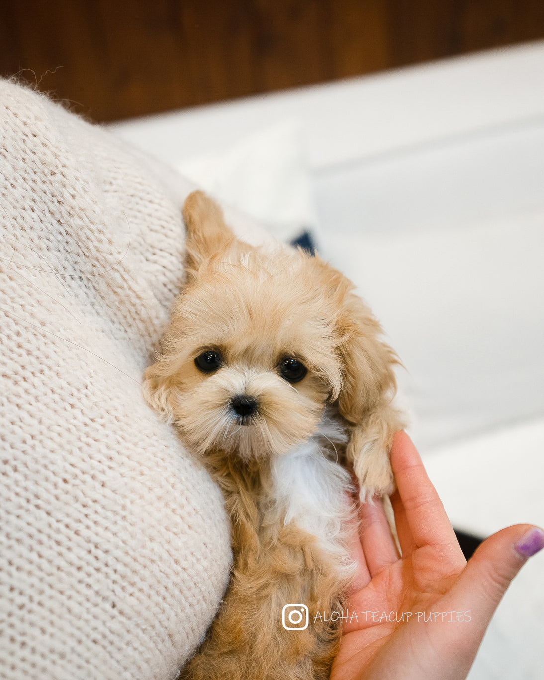 Keily [MALTIPOO TAZA DE TÉ]