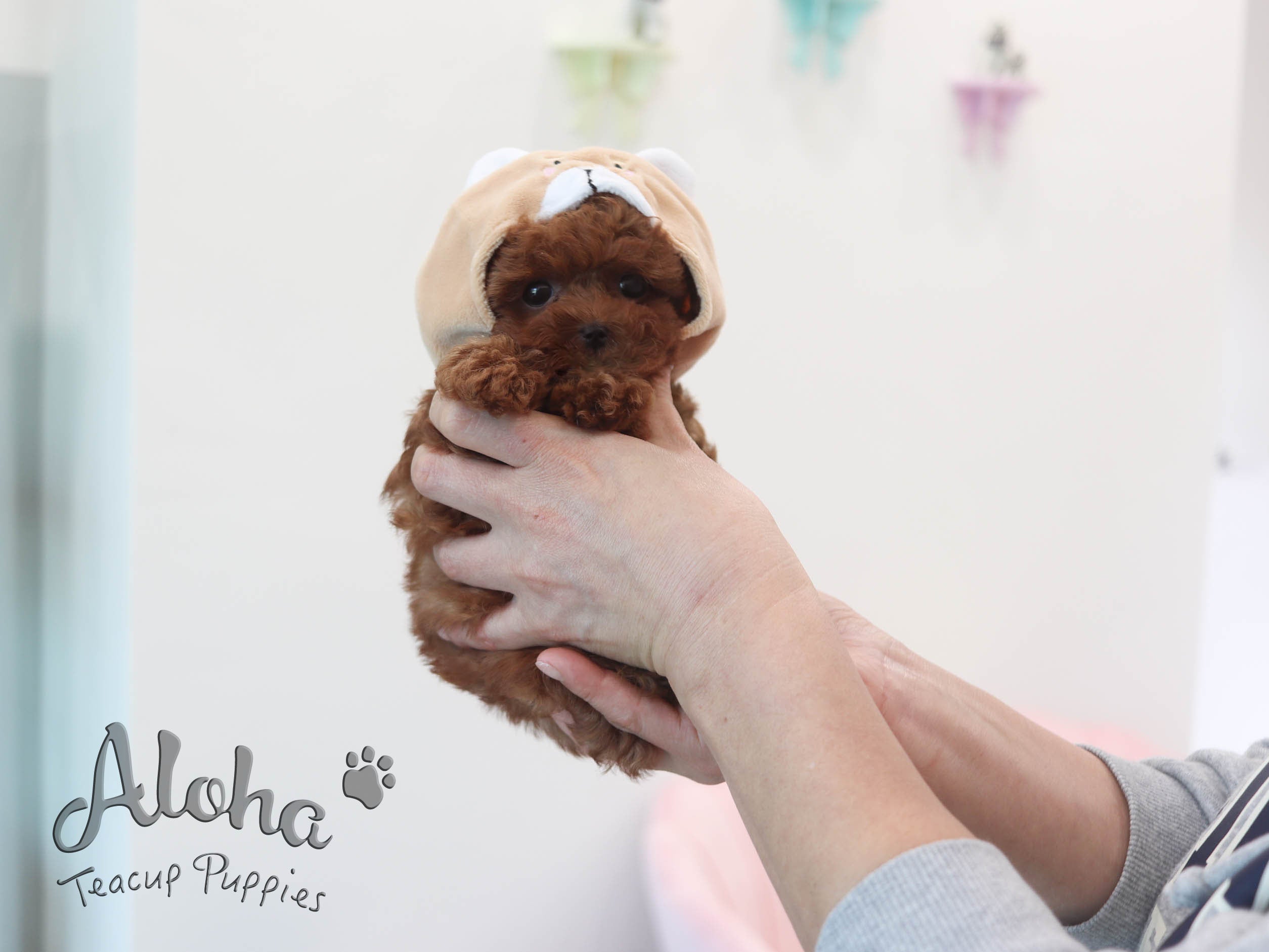 Merry [TEACUP Poodle]