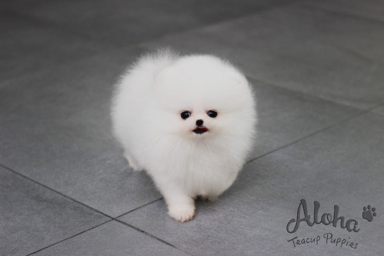 Sold to Katie, Angel [TEACUP POMERANIAN]