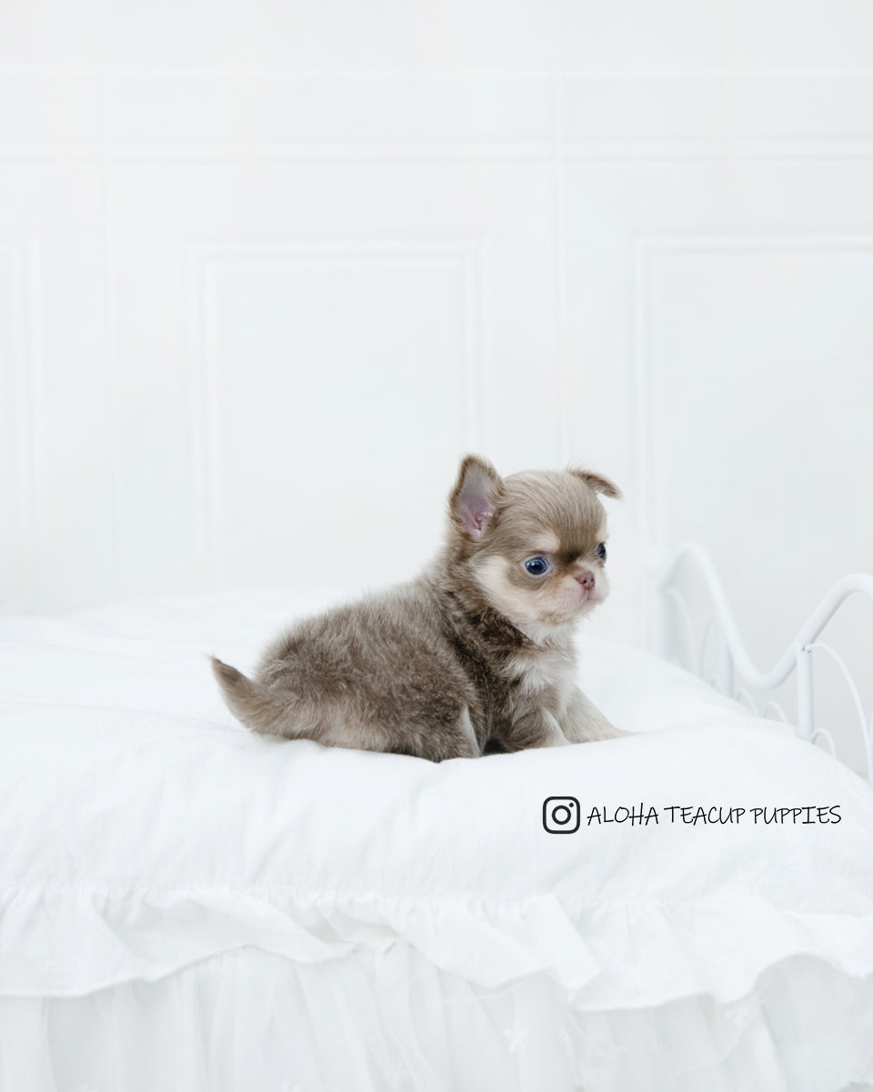 Hugo [CHIHUAHUA]