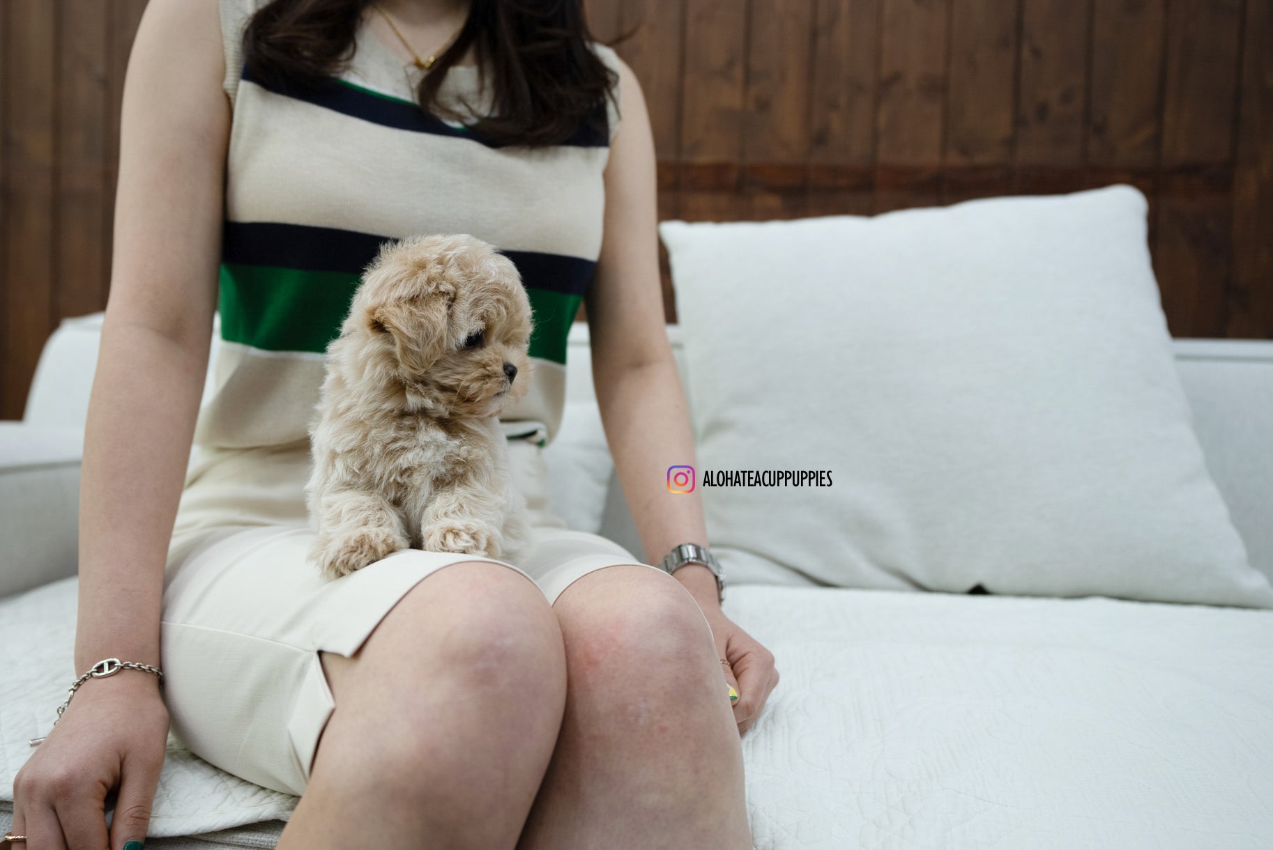 KAKA [TEACUP MALTIPOO]